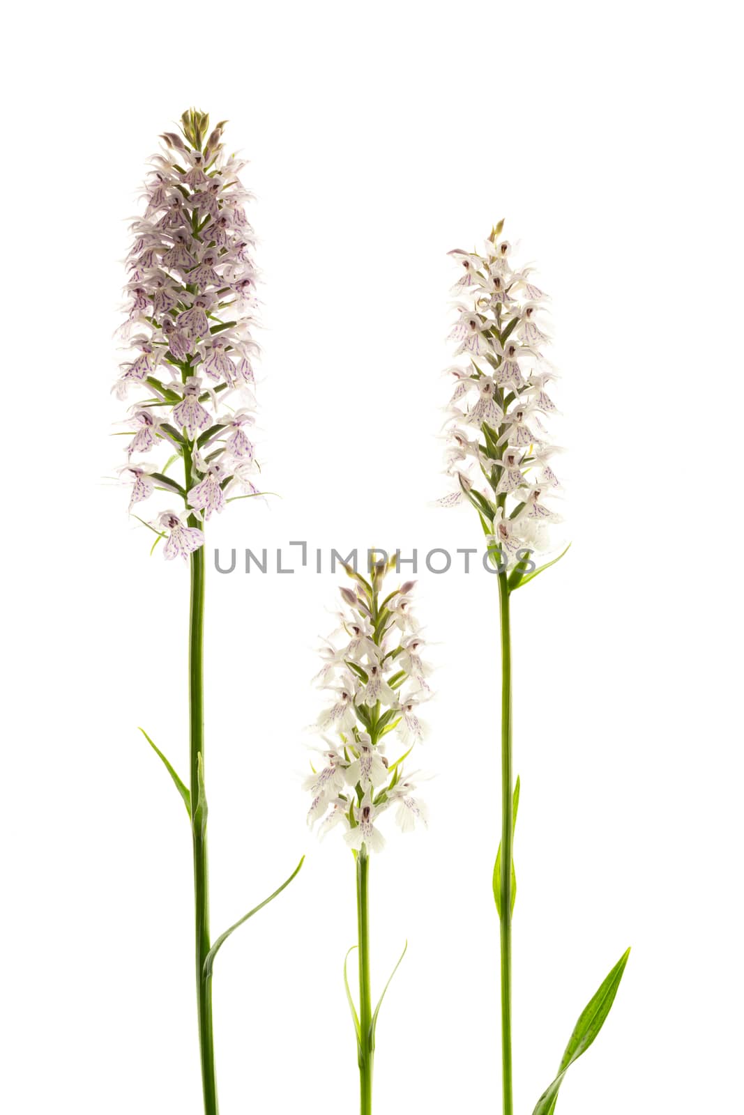 isolated pink orchid plant. With copyspace. Flowers.