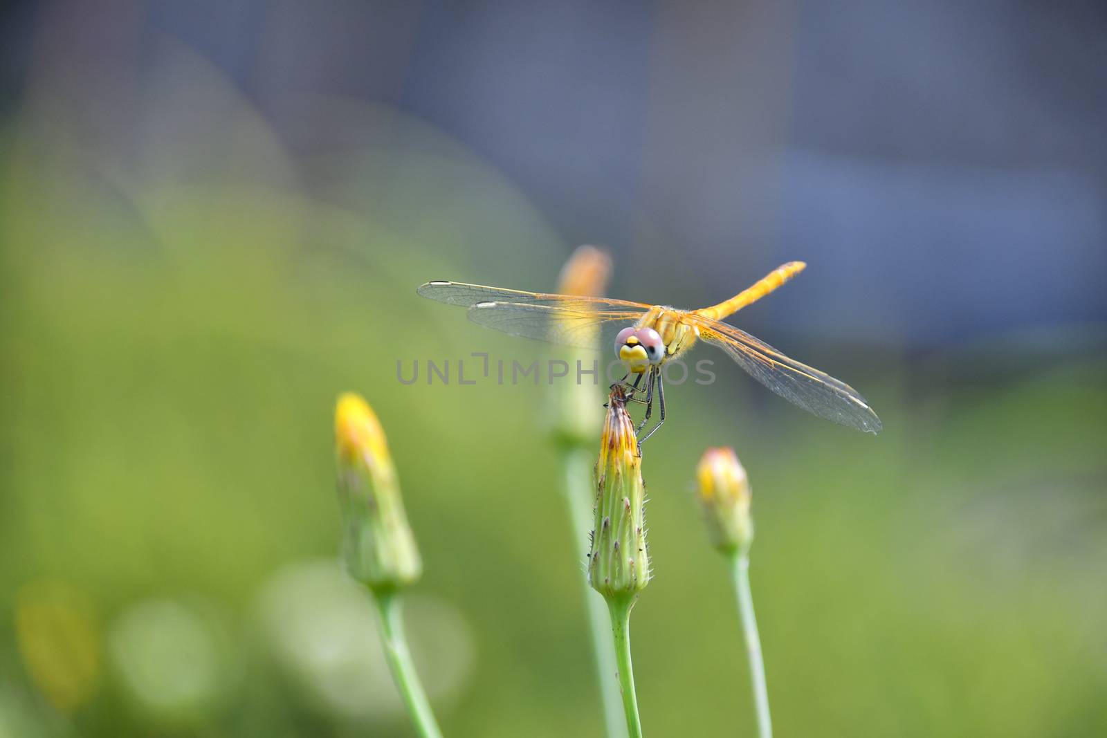 The dragonfly stops on the yellow flower