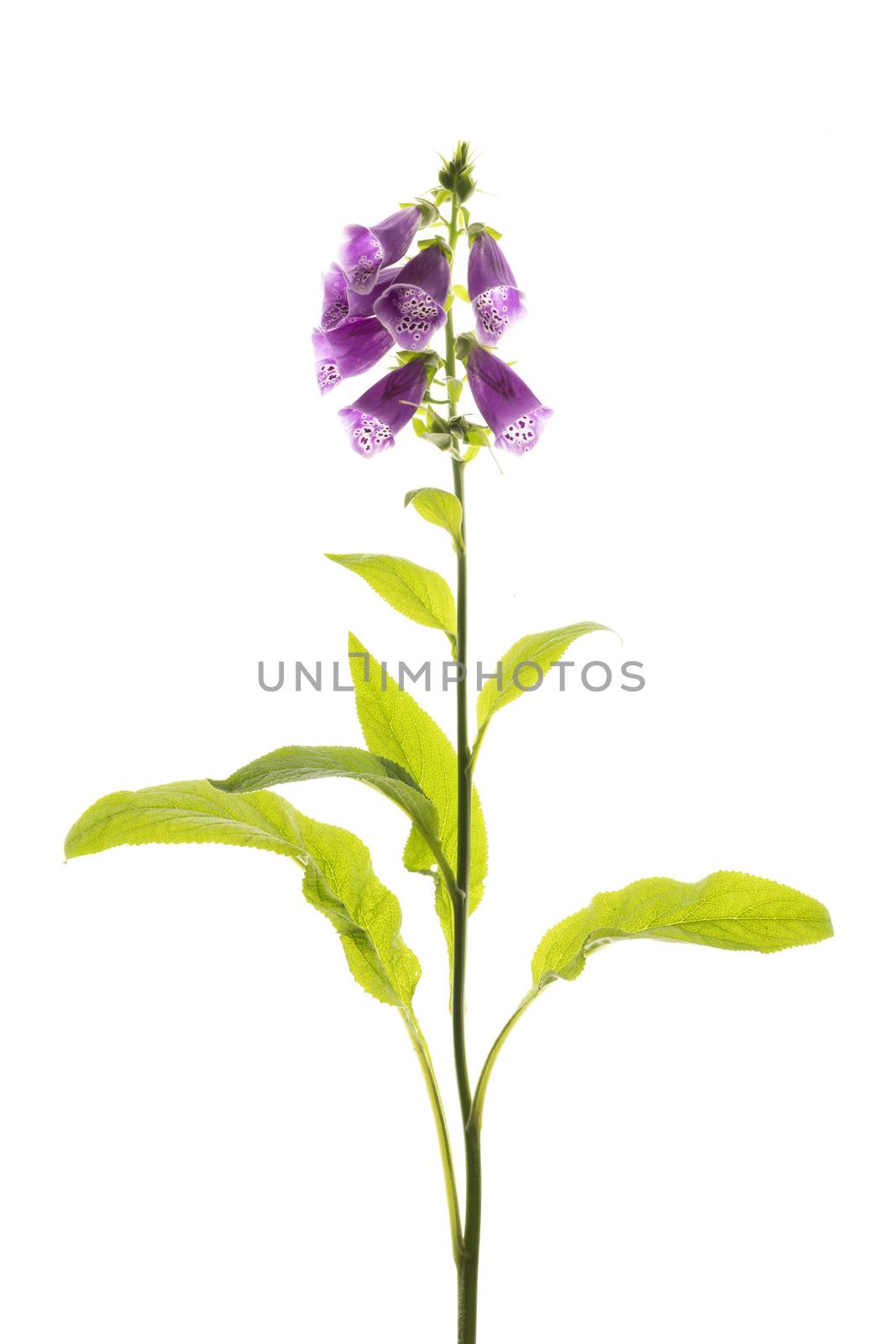 Purple foxglove flowers isolated on white background by sashokddt