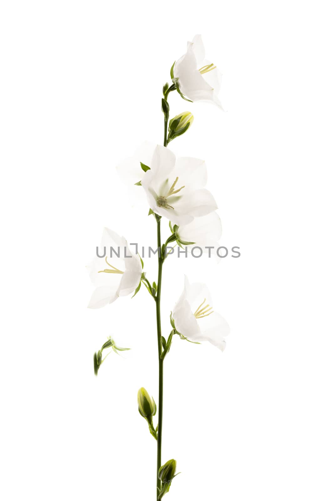 white flowers bell isolated on white background by sashokddt