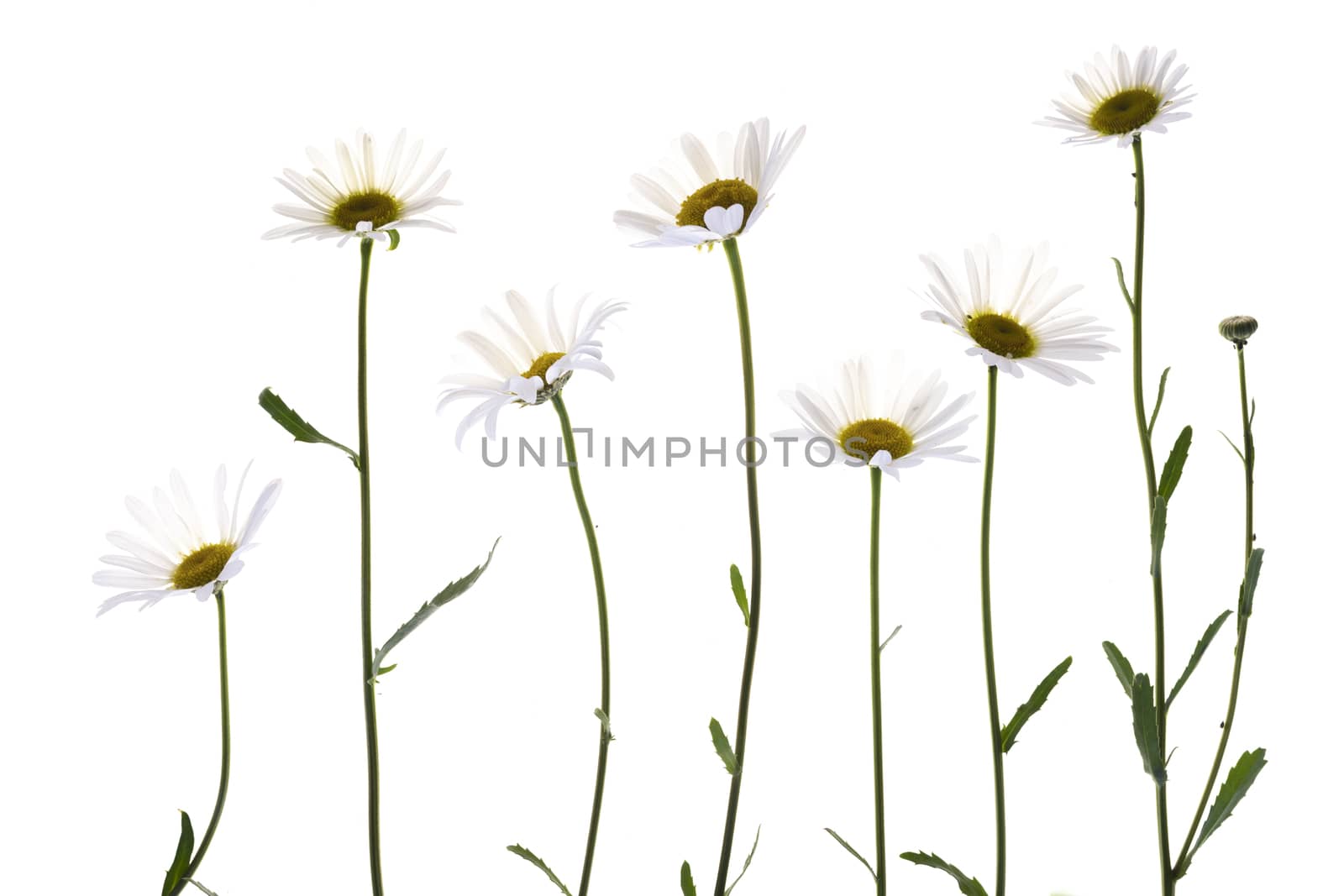 Various daisy flowers isolated on white background.