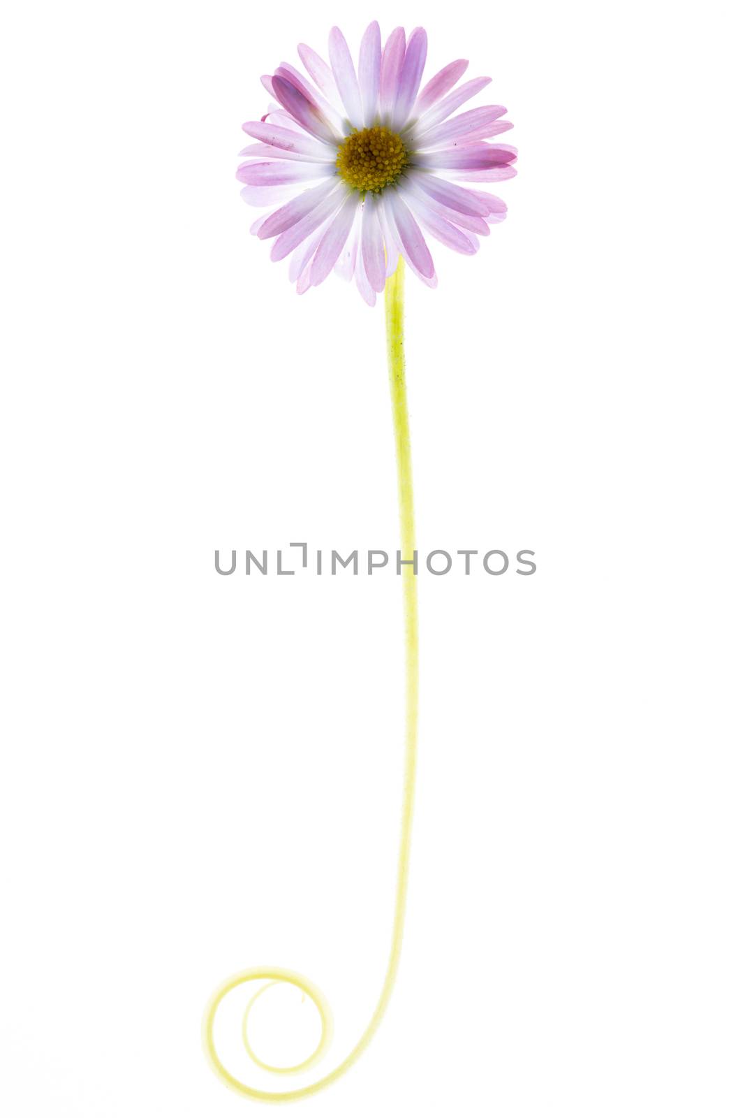 small pink flower isolated on white background by sashokddt