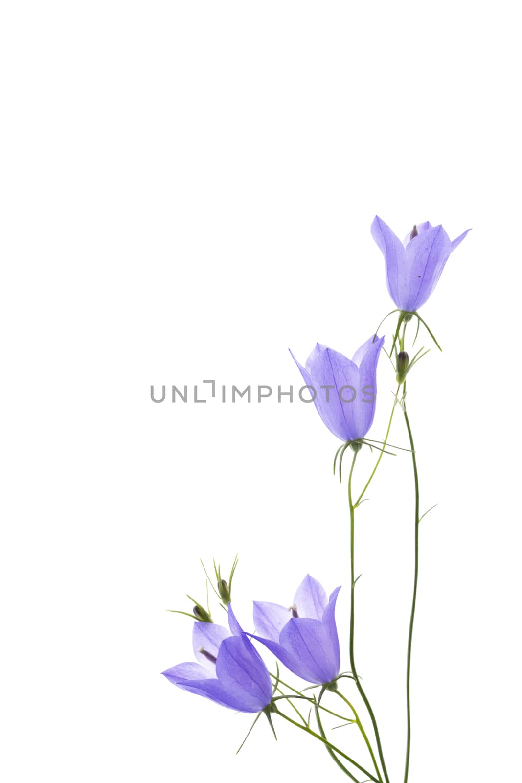 blue flowers bell isolated on white background.