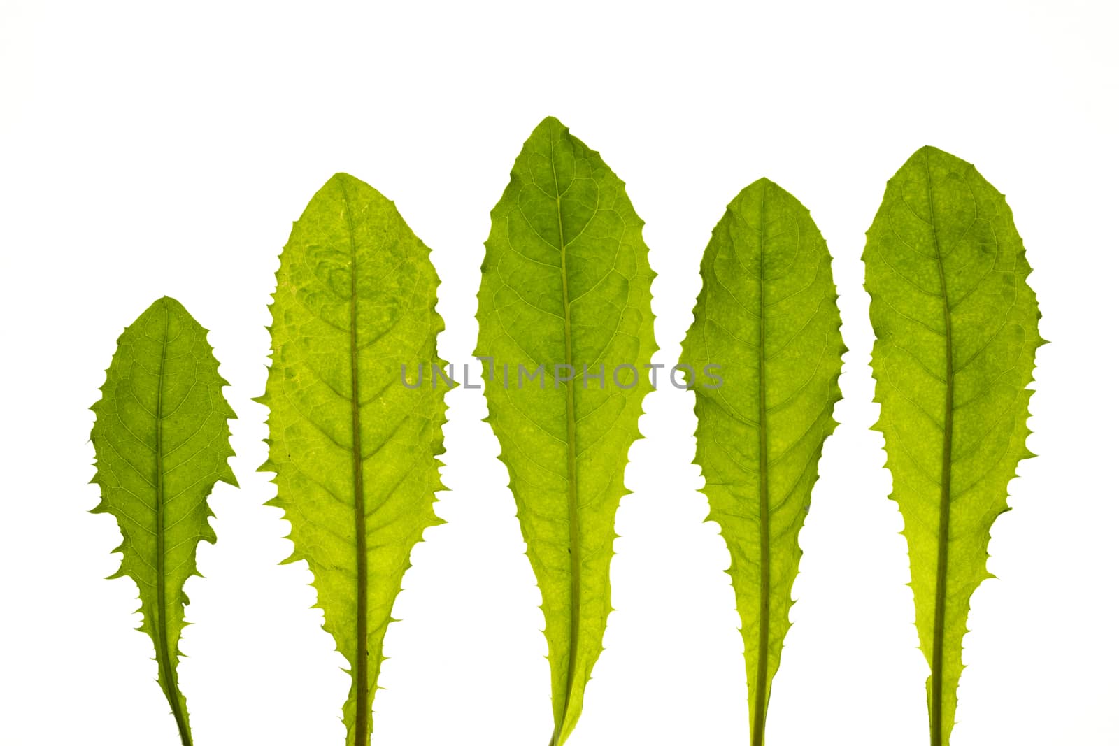 dandelion leaves isolated on a white background
