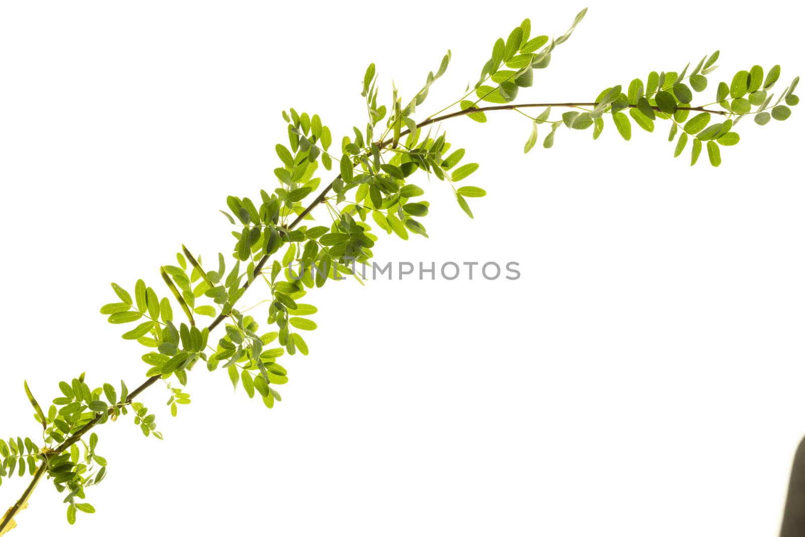 Green small leaves on the white background by sashokddt
