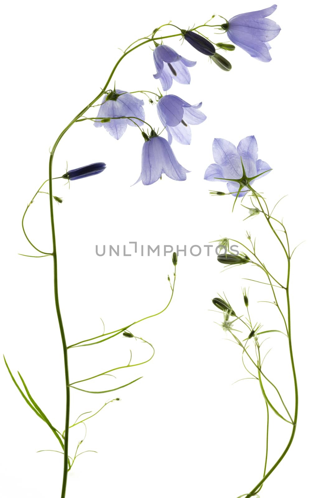 blue flowers bell isolated on white background by sashokddt