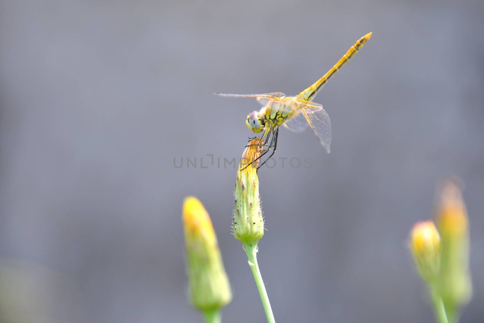 The dragonfly stops on the yellow flower