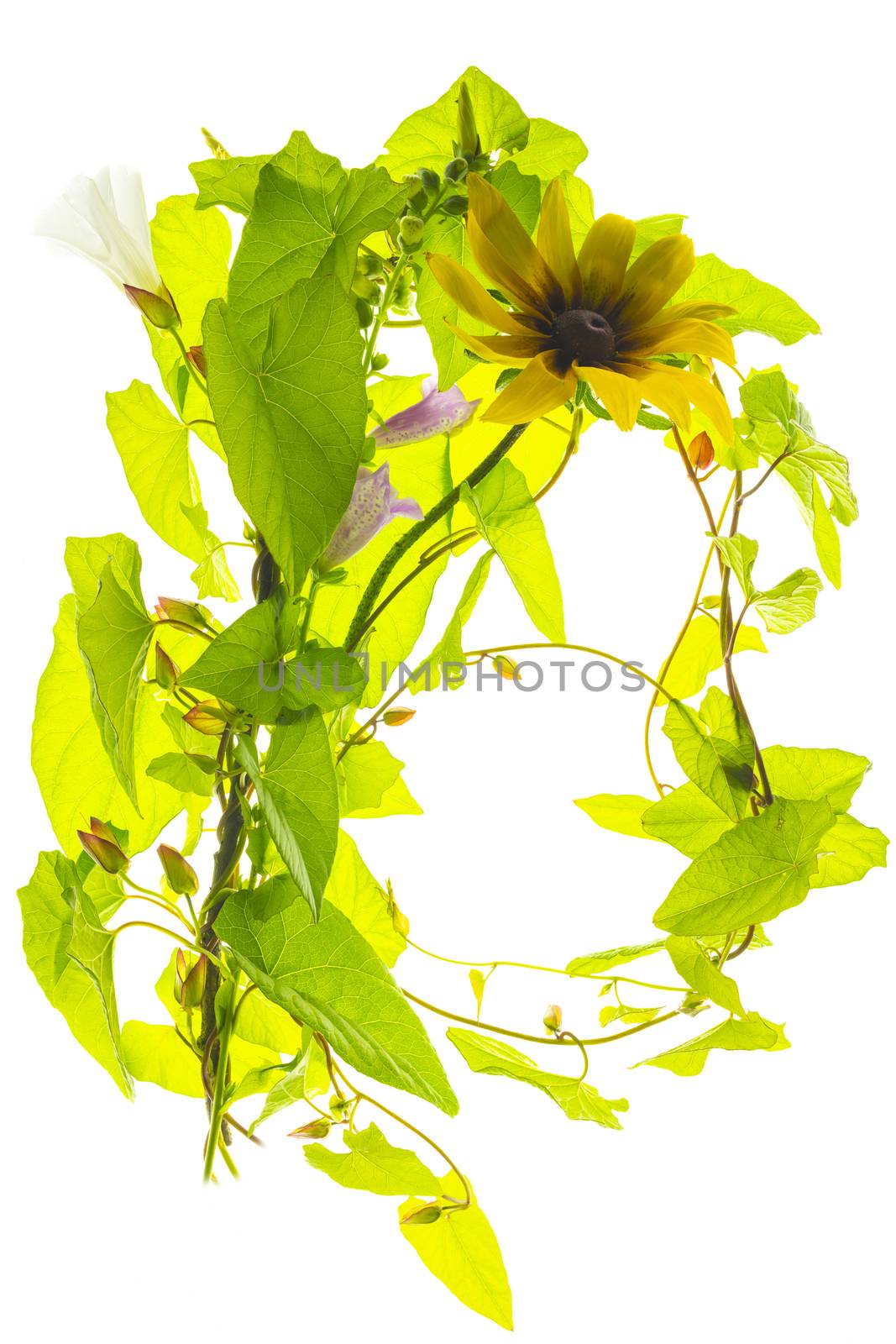 Bindweed flowers and yellow flowr isolated on a white background
