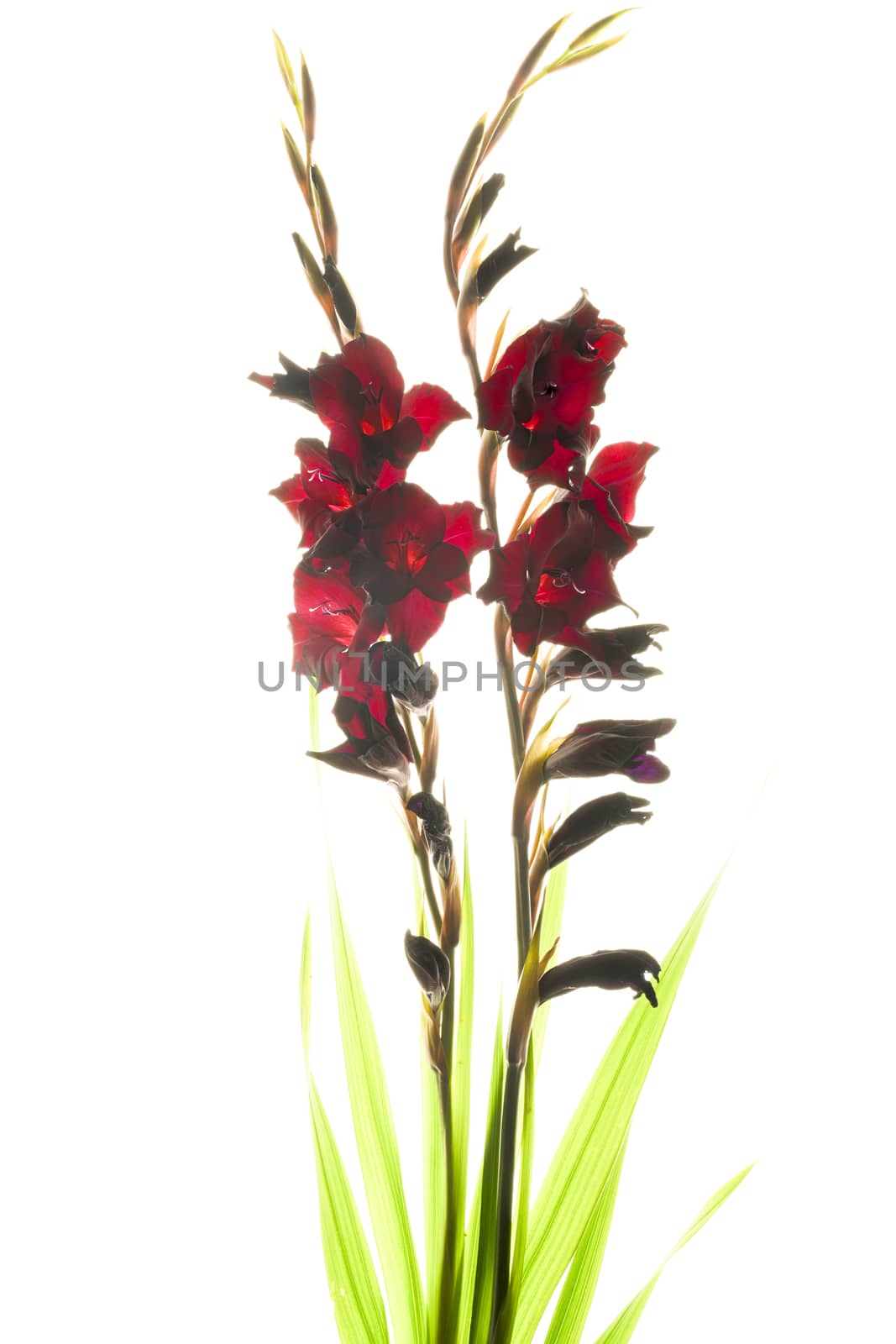 Studio Shot of Red Colored Gladiolus Isolated on White Background. Macro