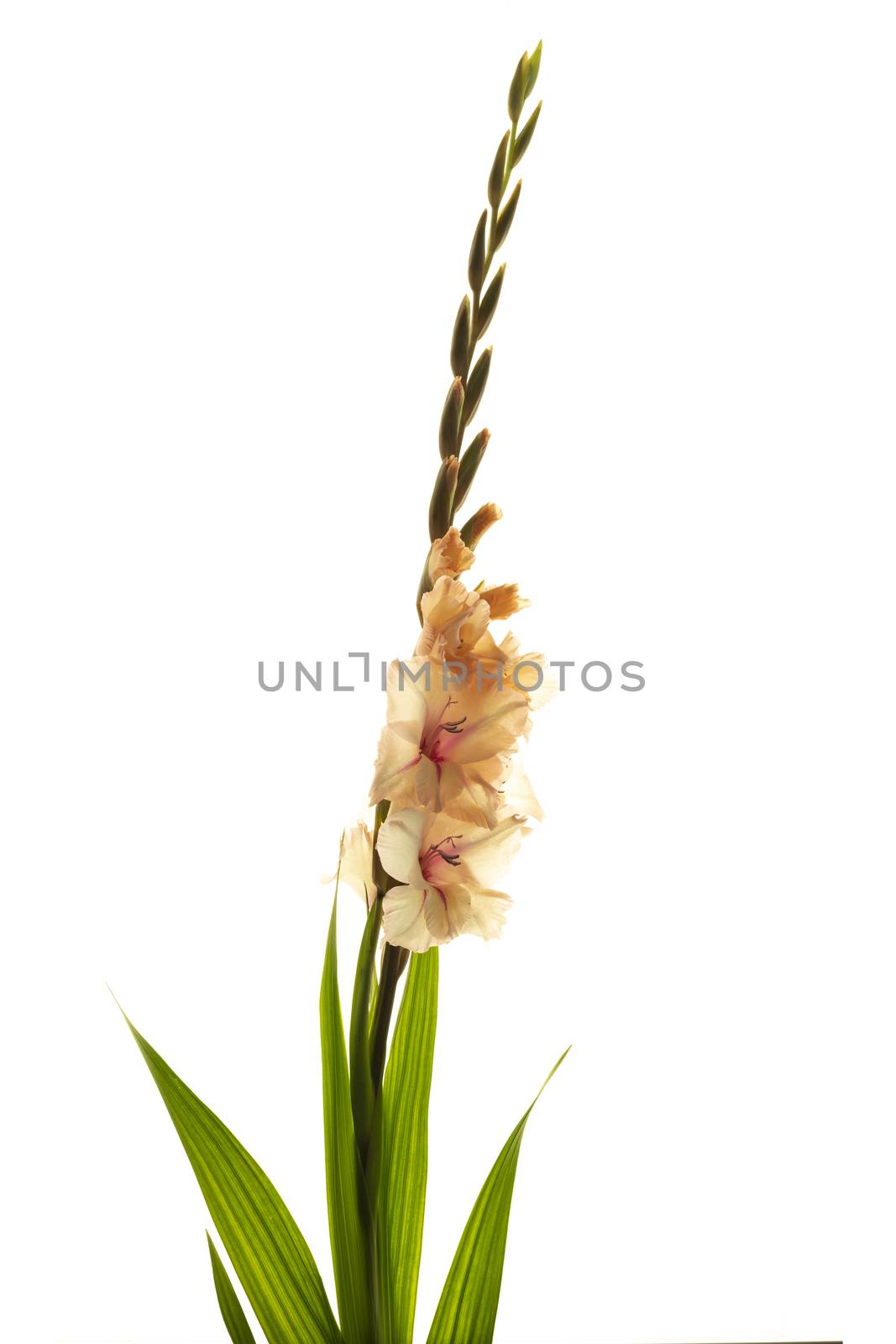 Studio Shot of Colored Gladiolus Isolated on White Background. Macro