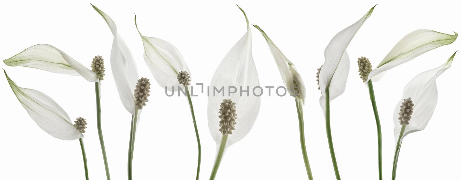 Beautiful white flowers isolated on white background.
