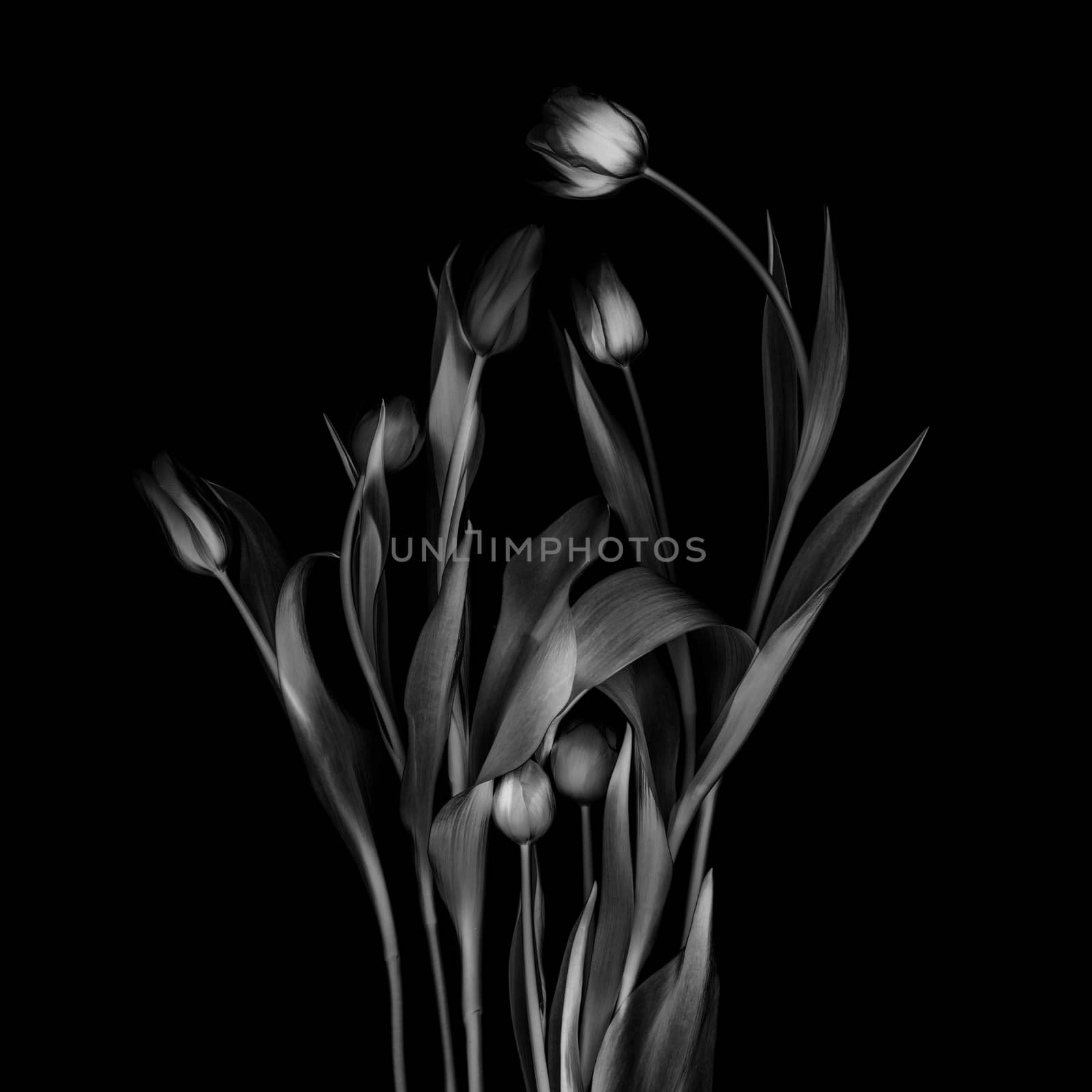 Tulips flower collection isolated on black background.