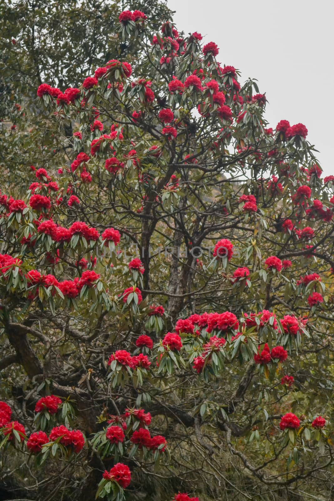 Himalayan Flower Burans Scientifically named Rhododendron arboreum. by stocksvids