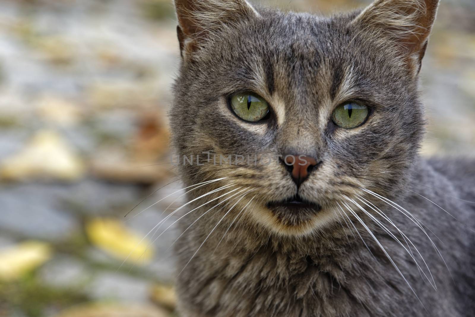 Young stray cat in grey and brown colors, cats head photo 