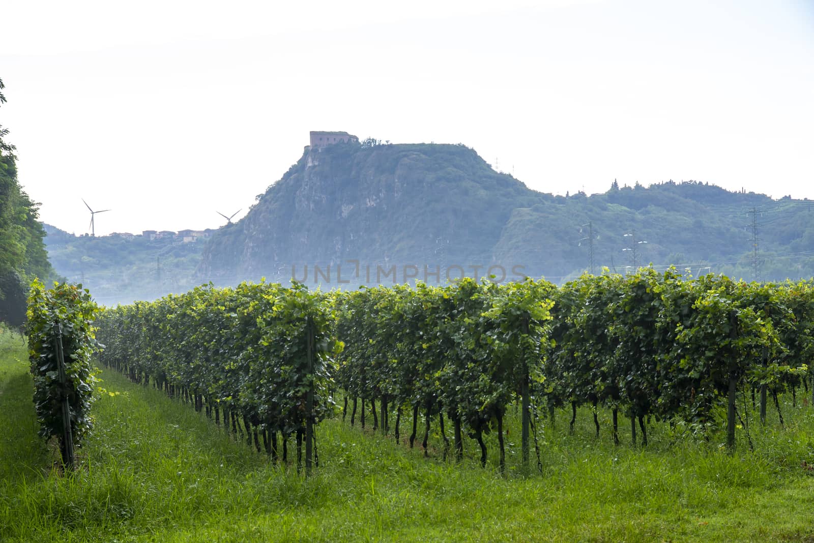 Many rows of green vines in several rows with mountains in the background