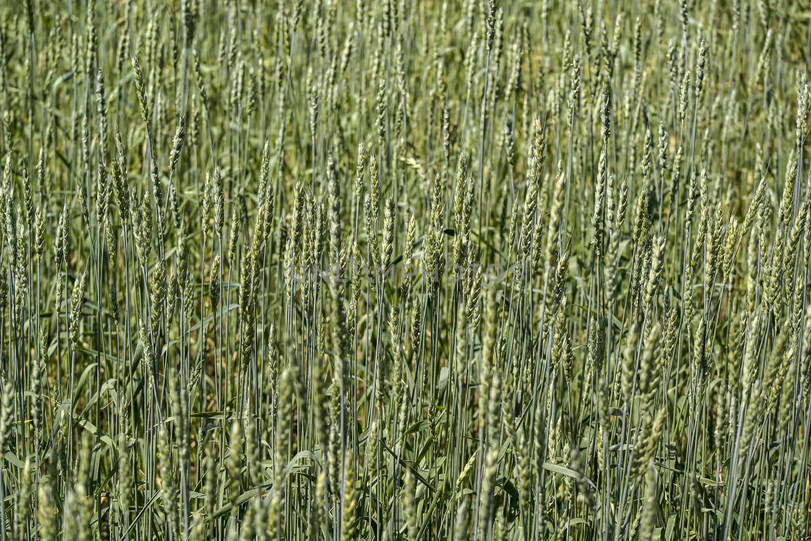 Green wheat grows on the field.