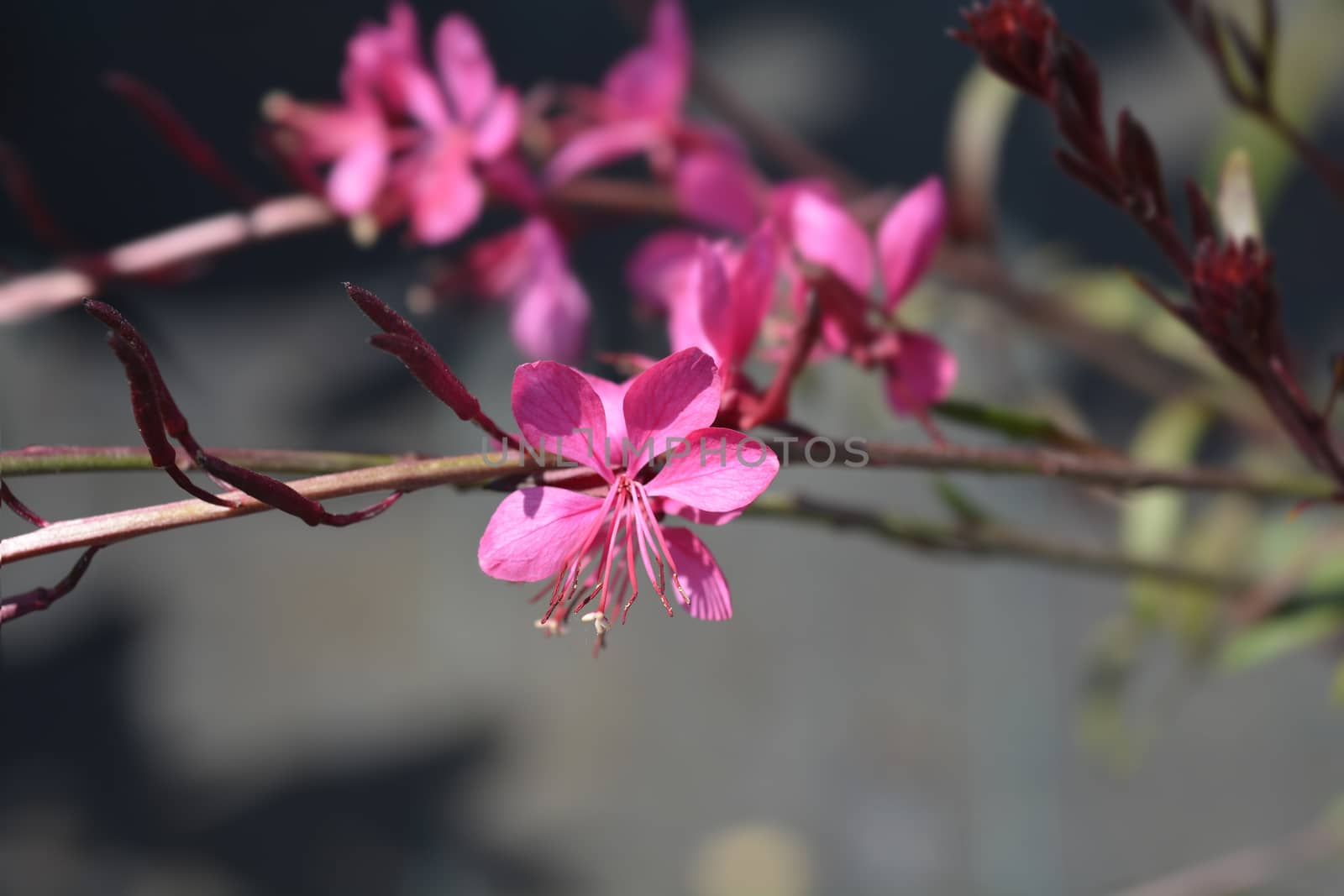 Pink Gaura by nahhan