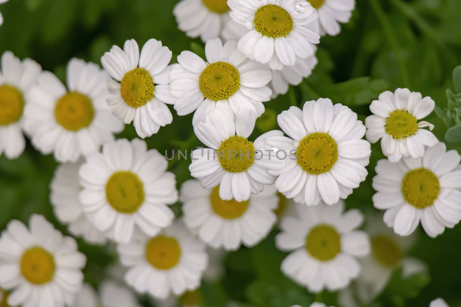 garden daisies grow in summer on the lawn