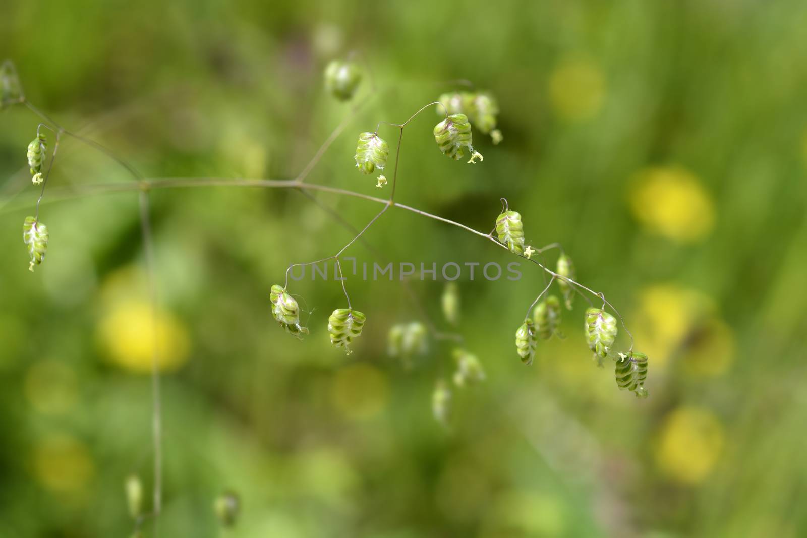 Common quaking grass - Latin name - Briza media