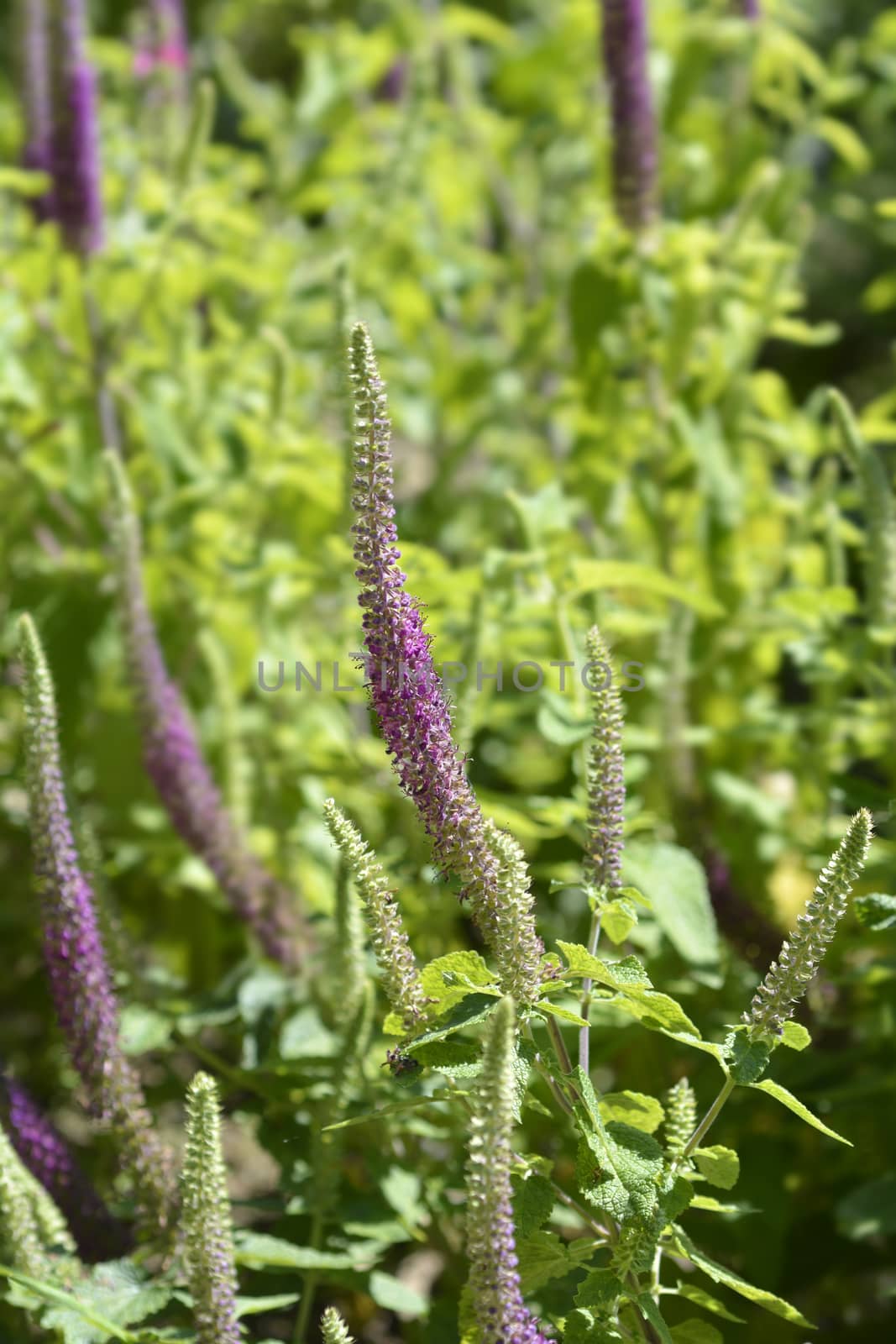 Iranian germander flower - Latin name - Teucrium hircanicum