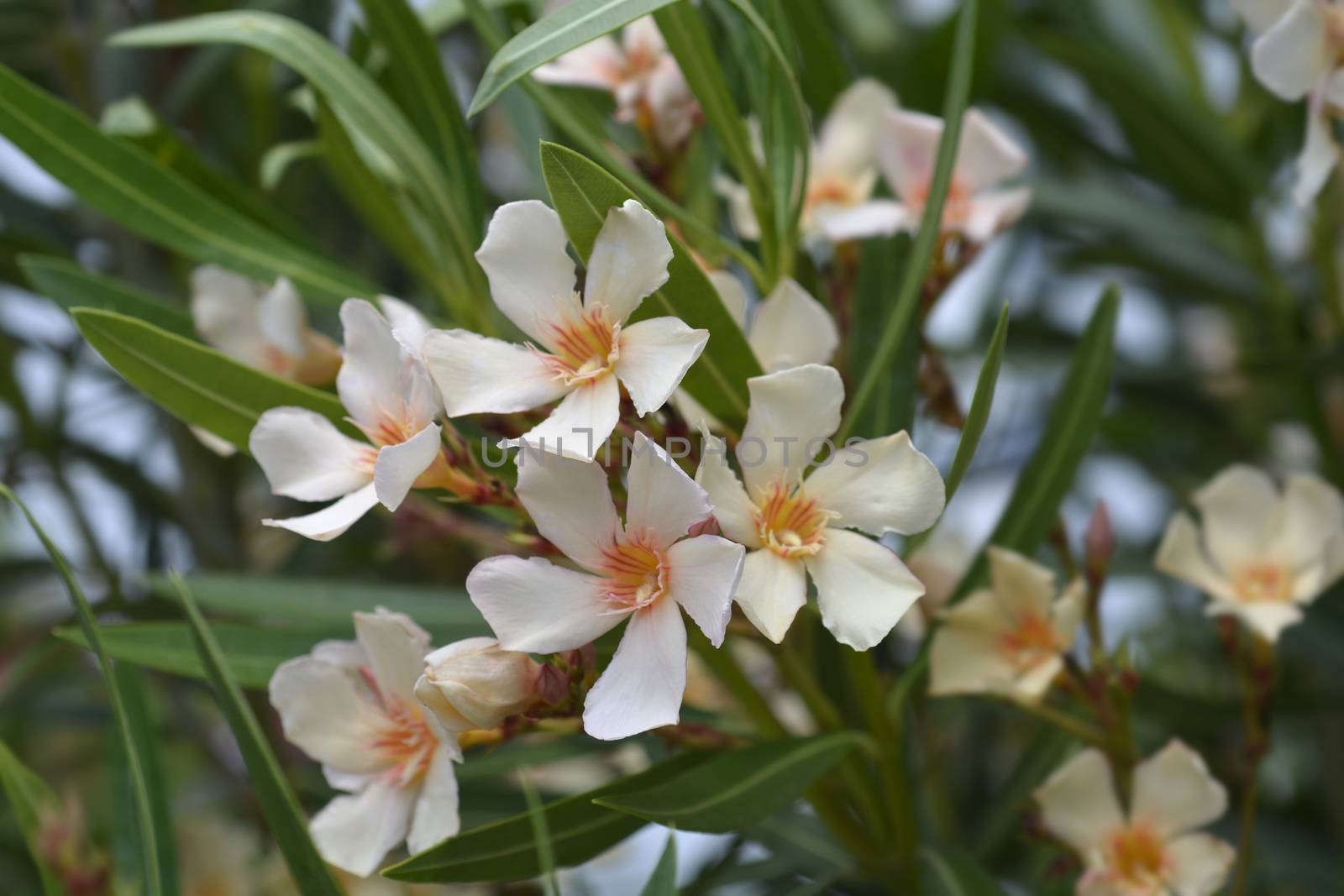 Common oleander by nahhan