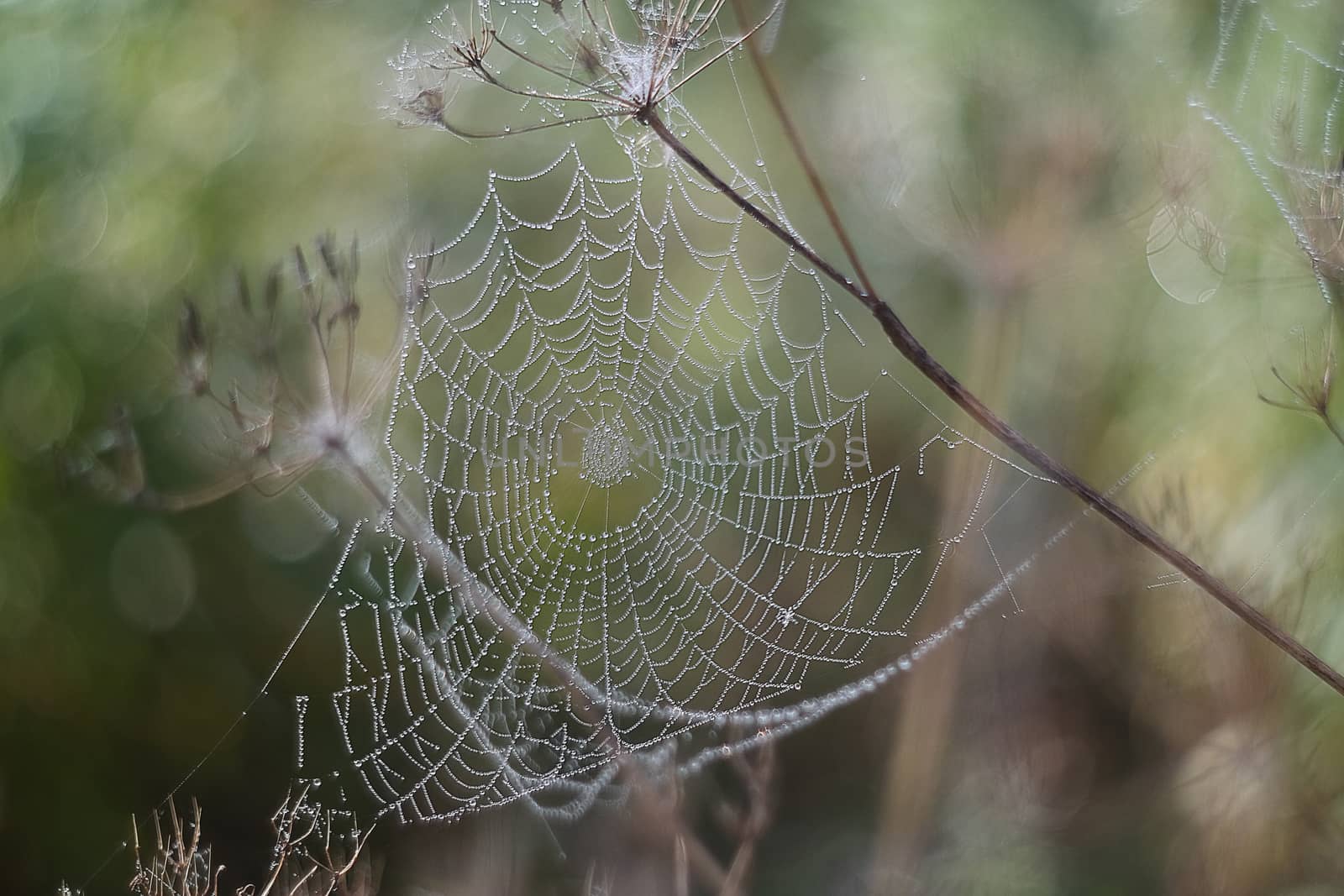 spider web with dew on a foggy morning close up by Akmenra