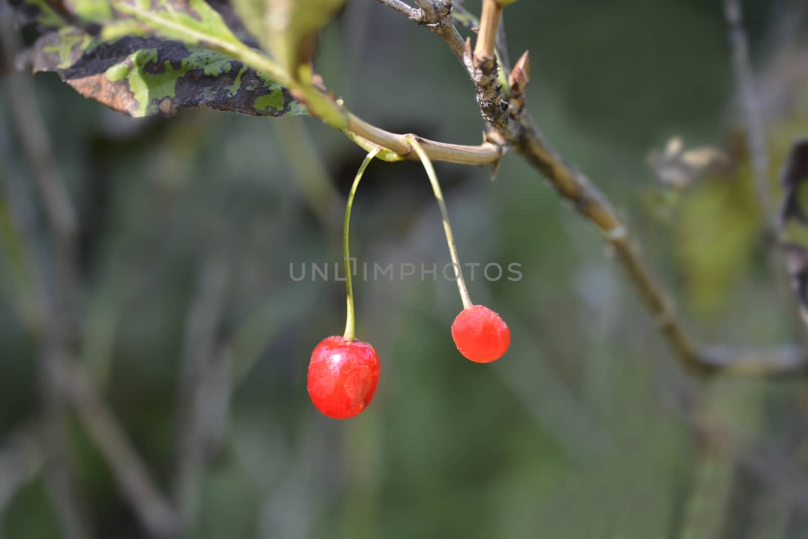 Alpine Honeysuckle berries - Latin name - Lonicera alpigena