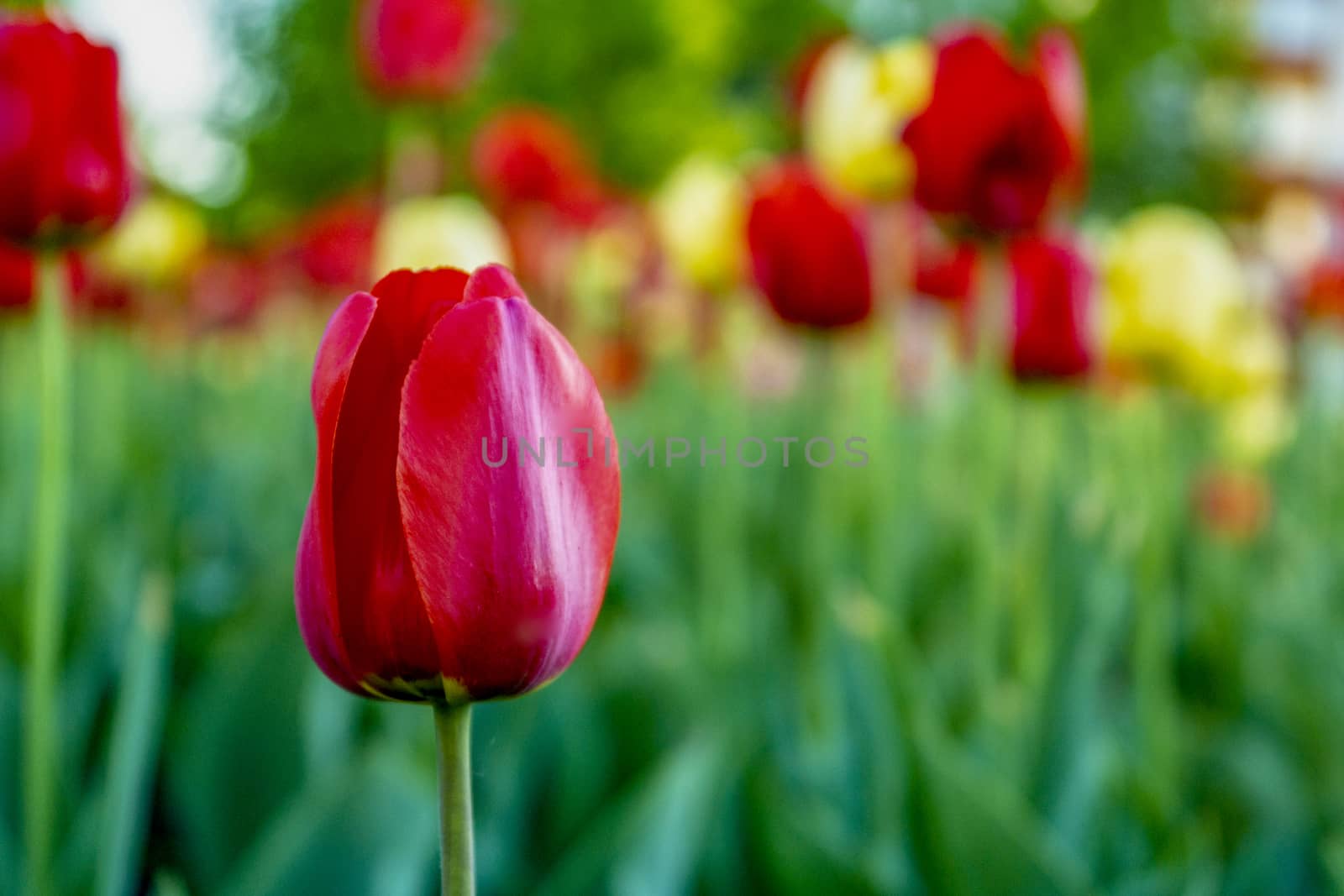 Tulip flowers meadow, selective focus. Spring nature background