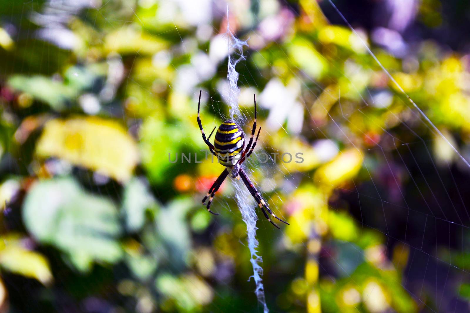 a black and yellow spider sits on a web by Akmenra