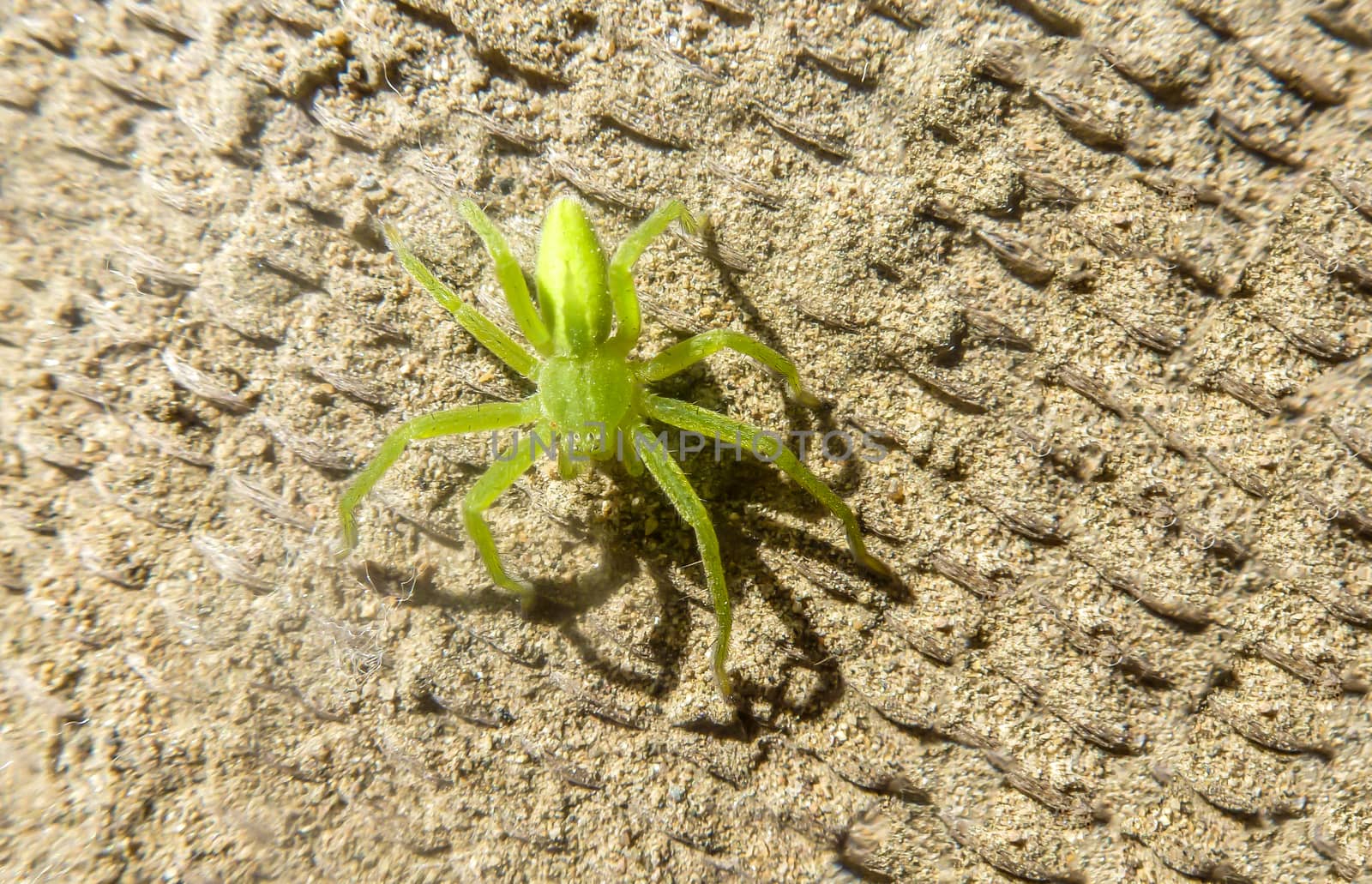 Little green spider sits on sandy surface