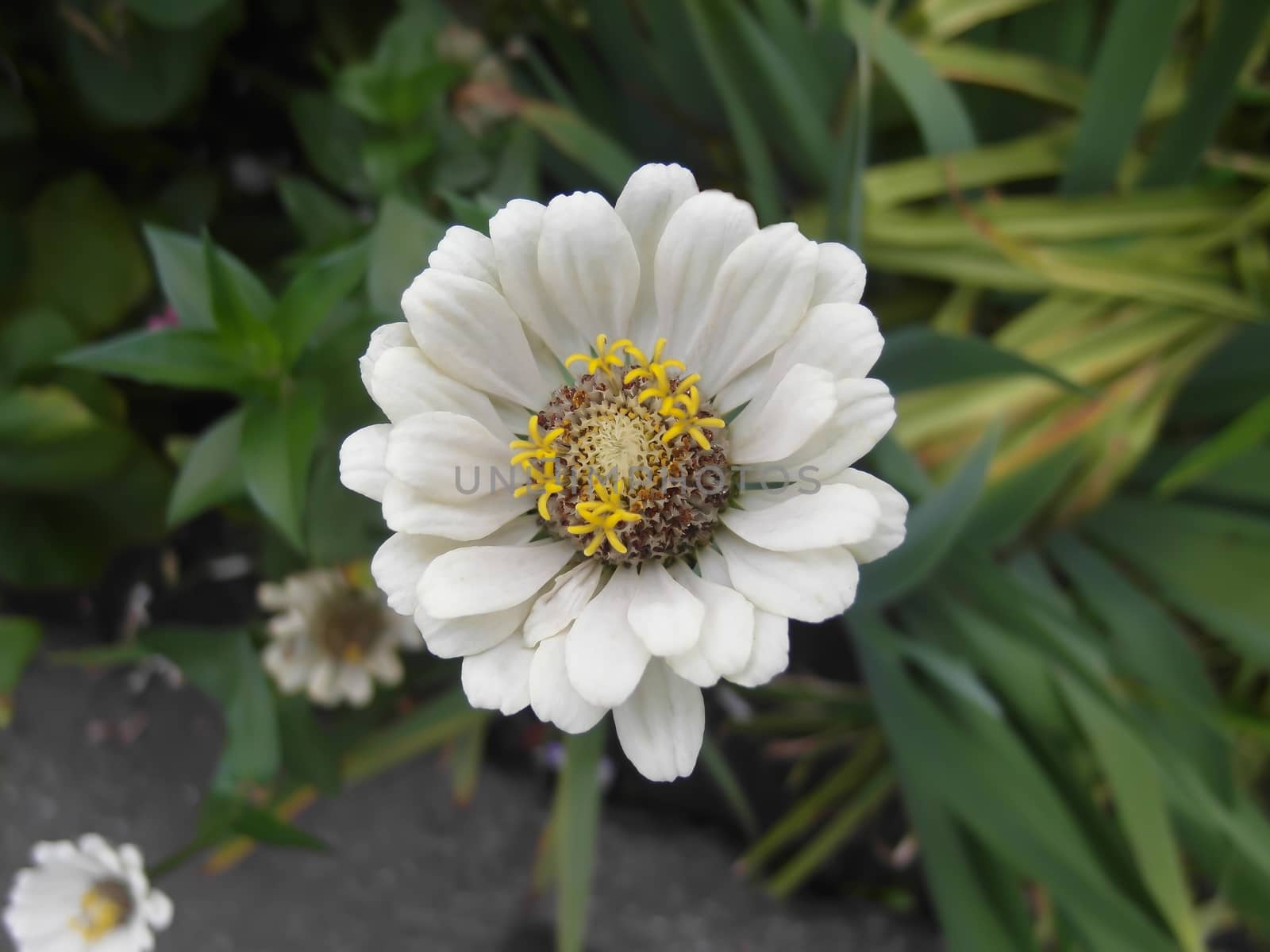 on flowerbed in summer grows beautiful white flower