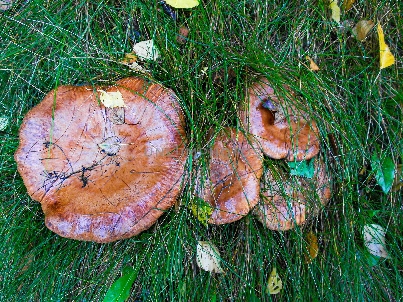 Macro of Mushrooms in autumn forest grass moss. Top view from above. by Akmenra