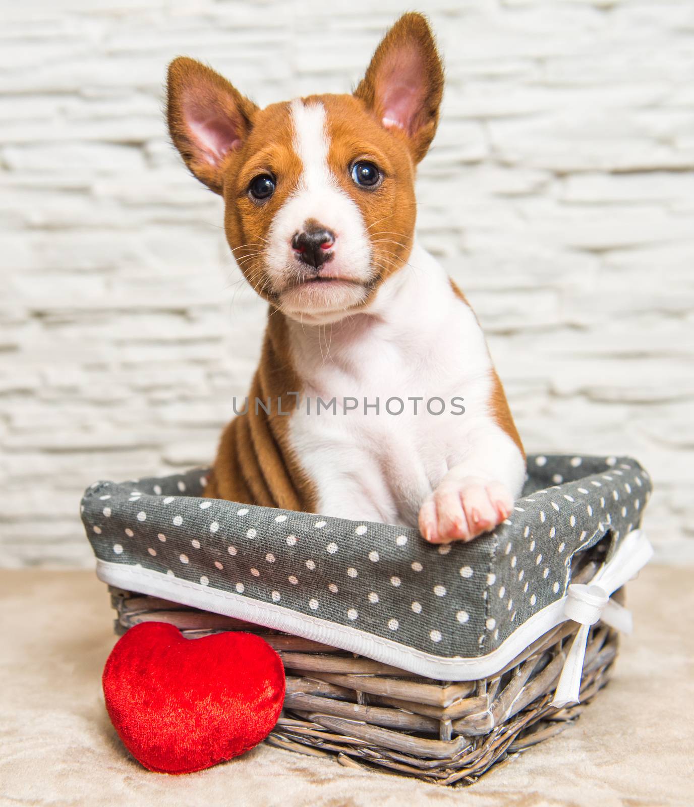Funny red Basenji puppy dog in the basket with red heart on Valentine Day, greeting card
