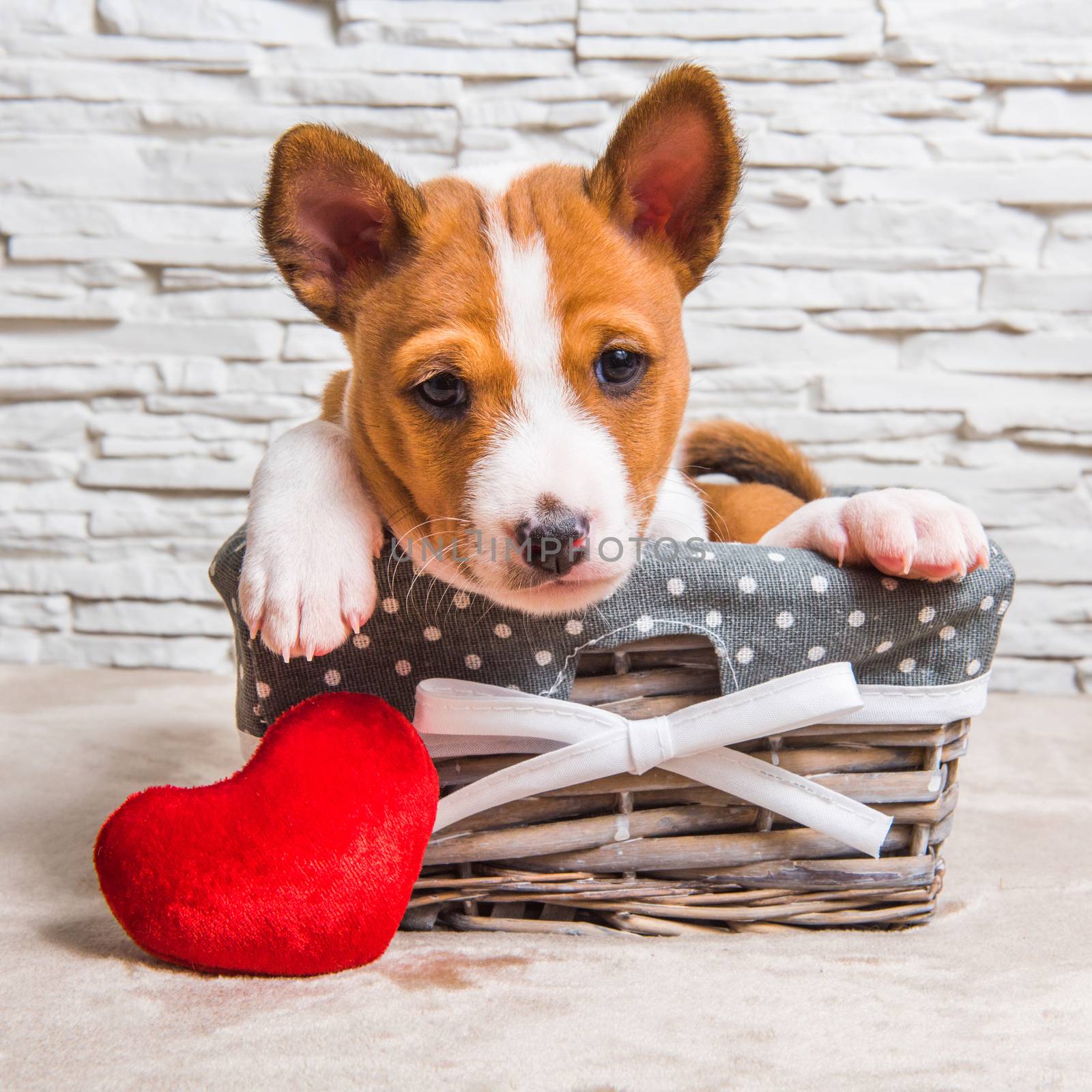 Funny red Basenji puppy dog in the basket with red heart by infinityyy