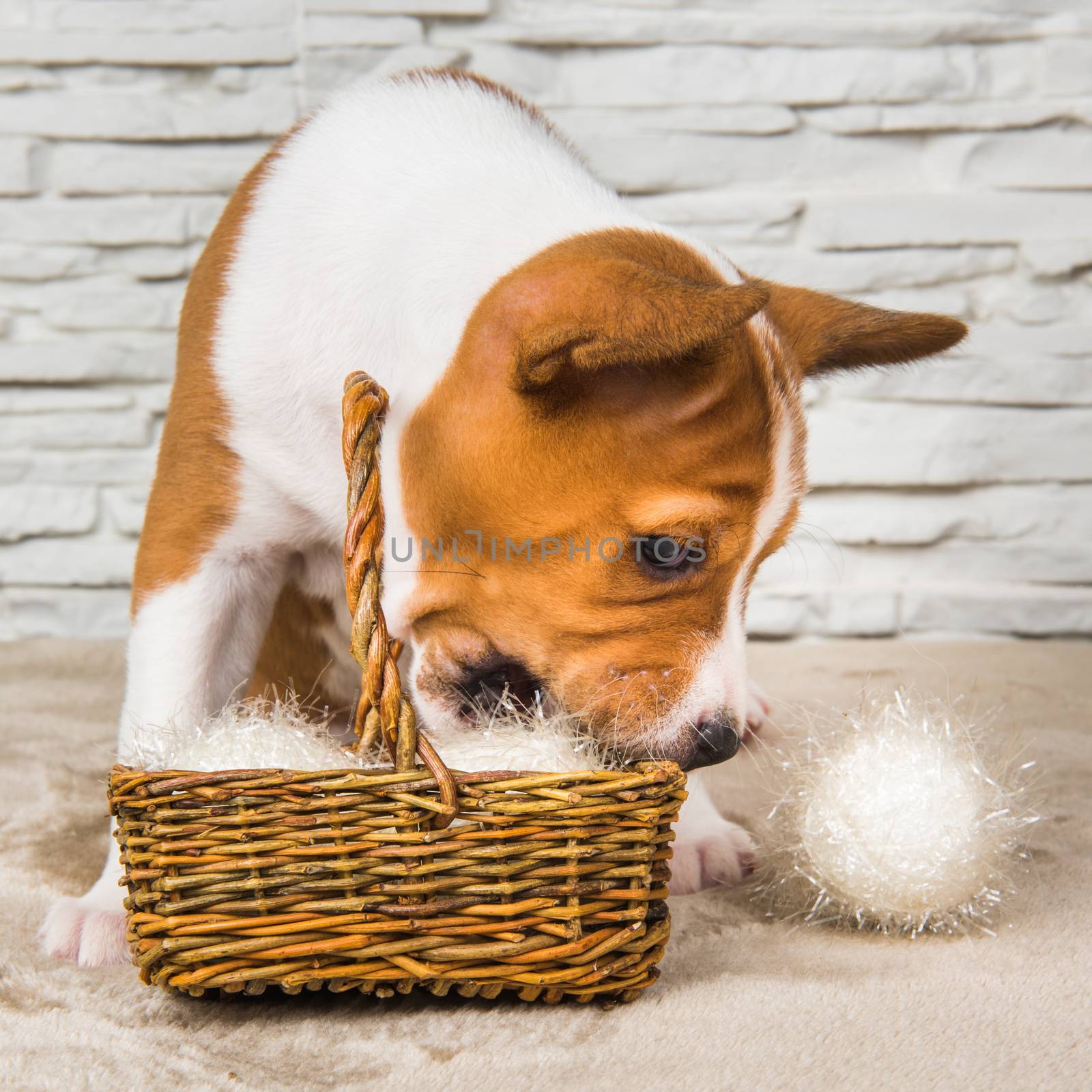 Funny Basenji puppy dog with white ball or snowball basket on New Year, Christmas