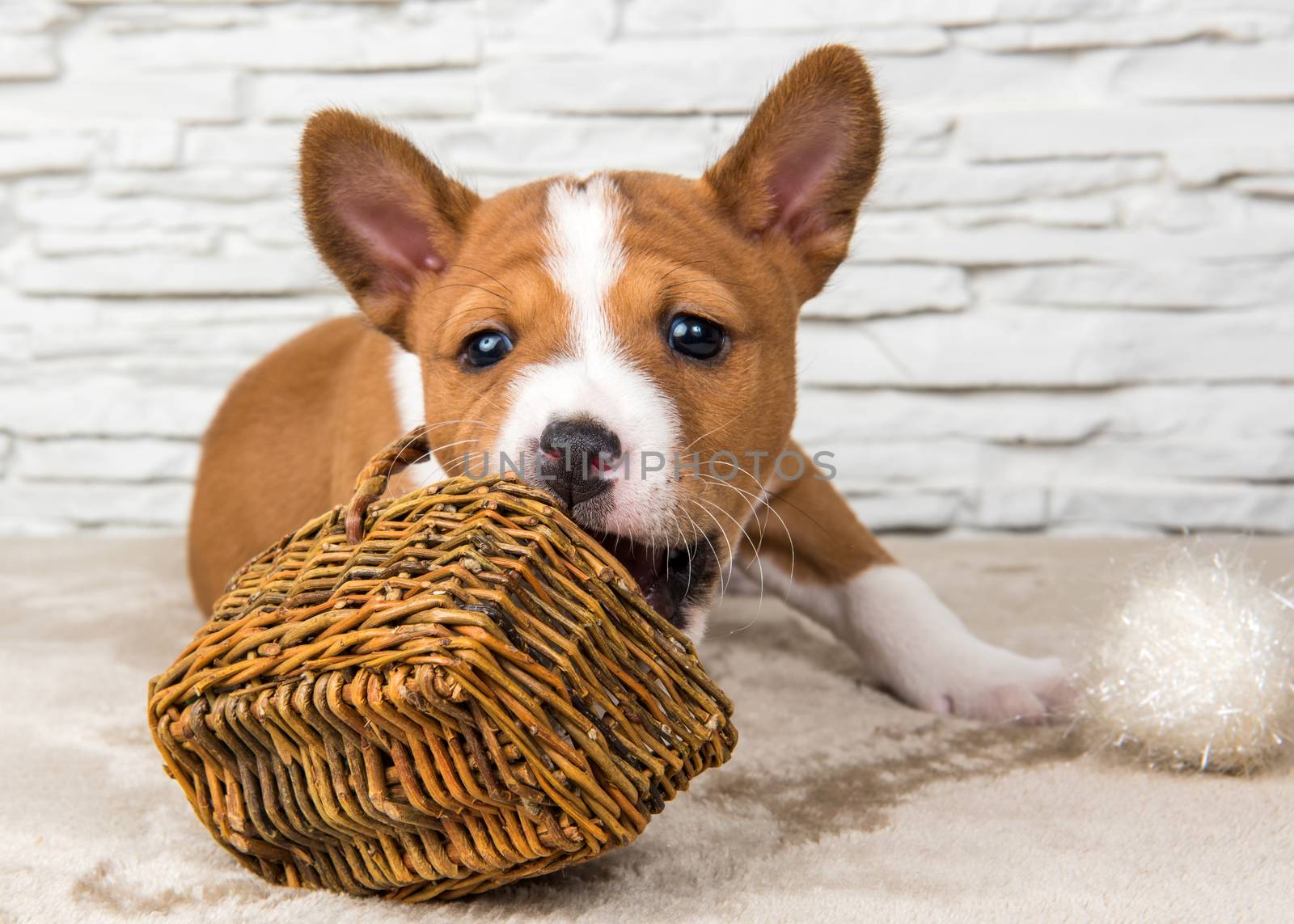 Funny Basenji puppy dog with white ball or snowball basket on New Year, Christmas