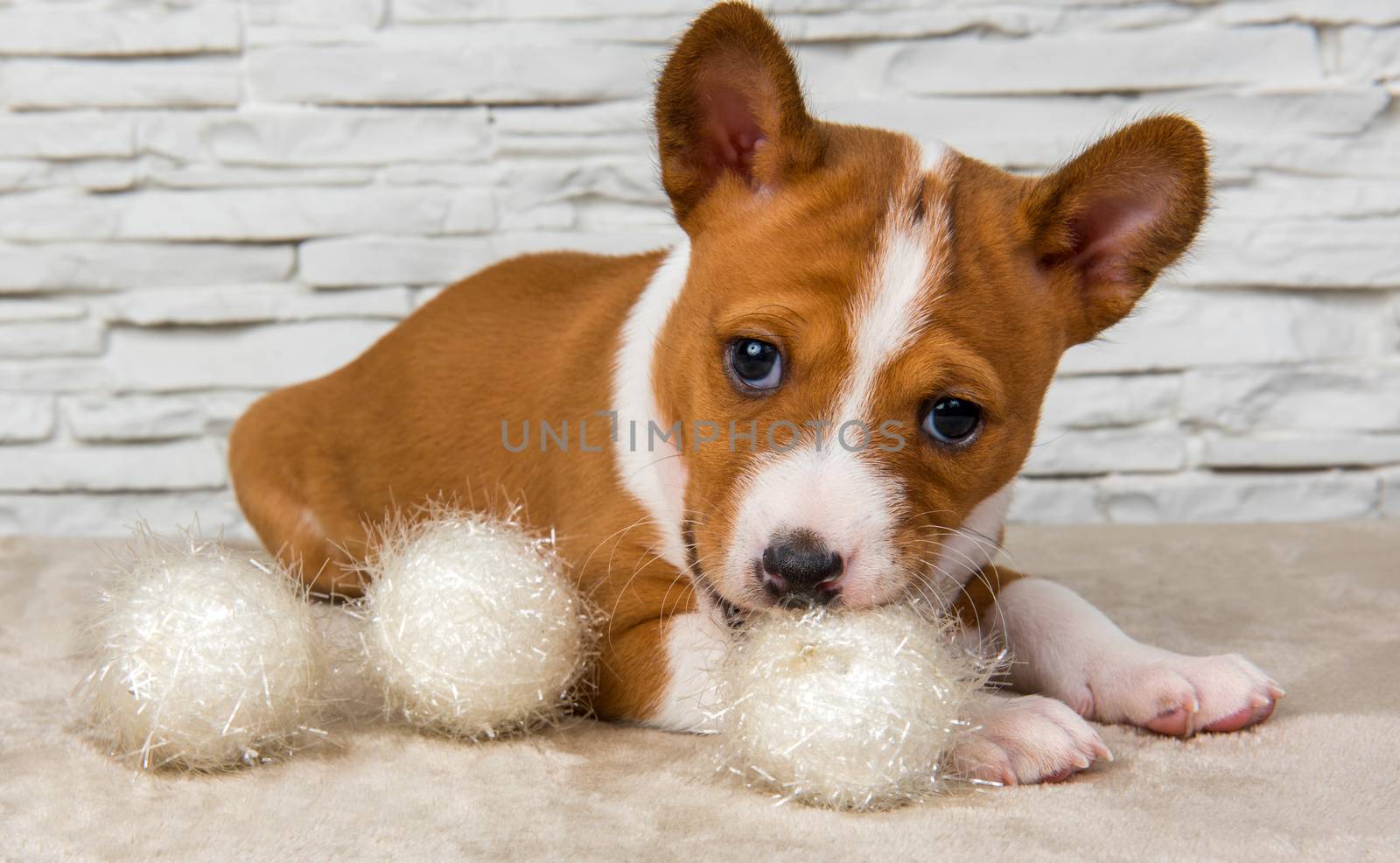 Funny Basenji puppy dog with white ball or snowball by infinityyy