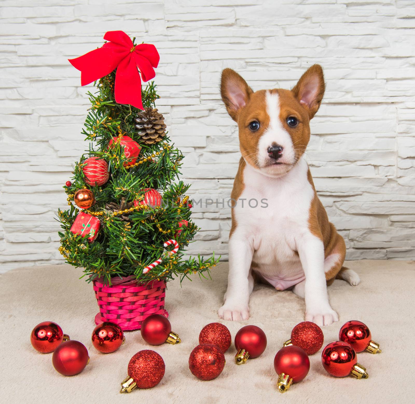 Funny Basenji puppy dog with New Year, Christmas tree with gifts by infinityyy