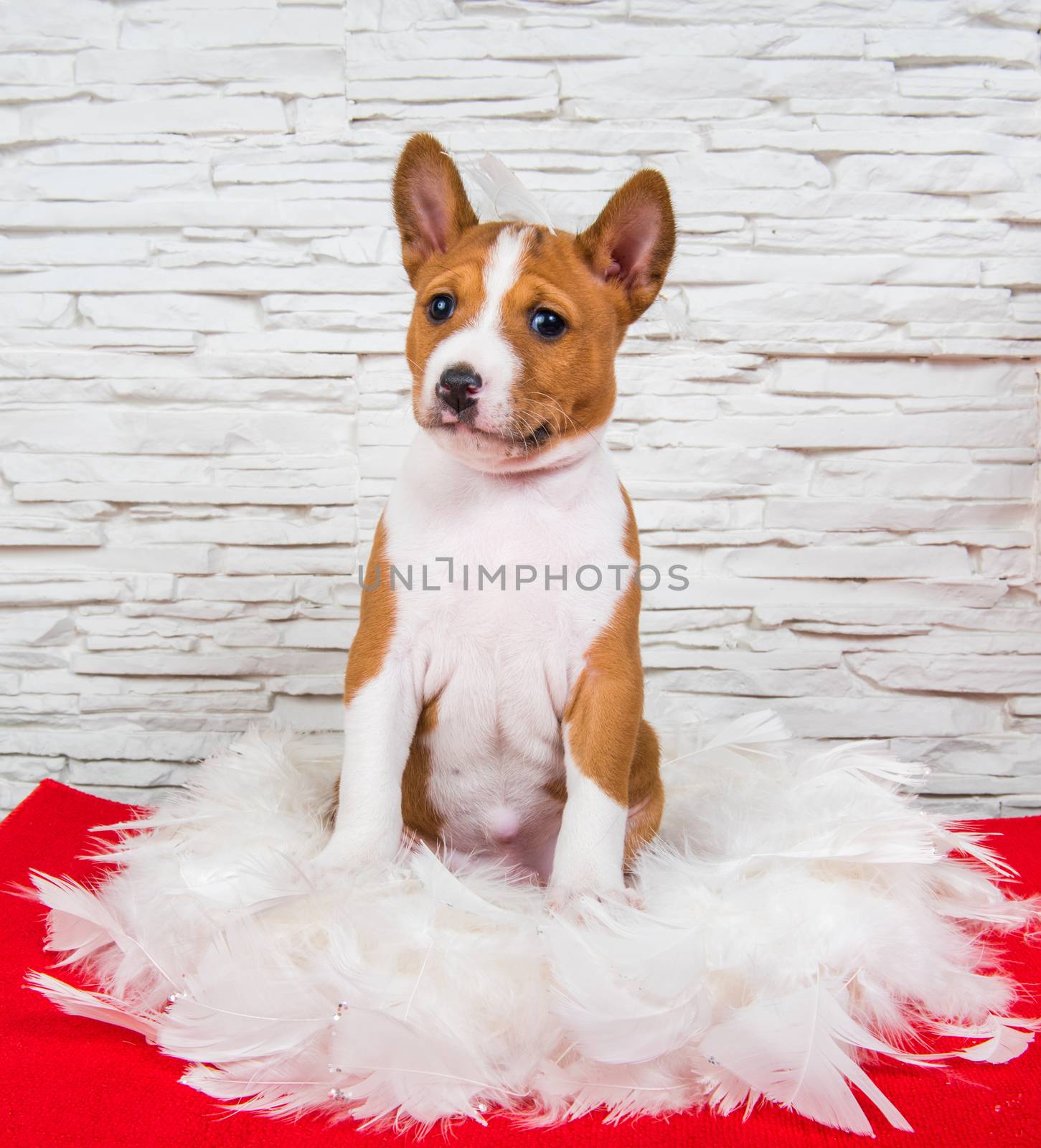 Funny red Basenji puppy dog is sitting in white feathers, greeting card