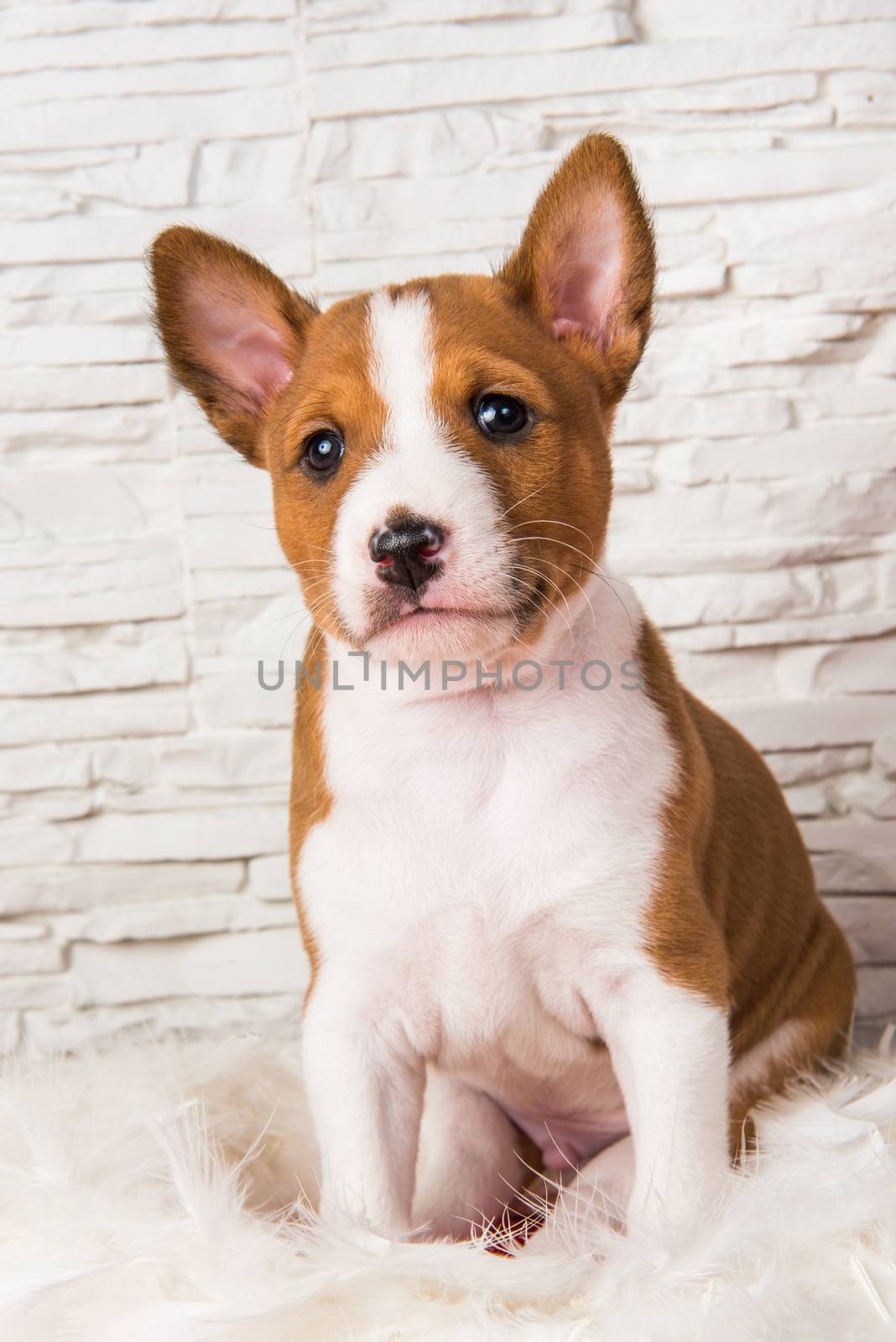 Funny red Basenji puppy dog is sitting in white feathers by infinityyy