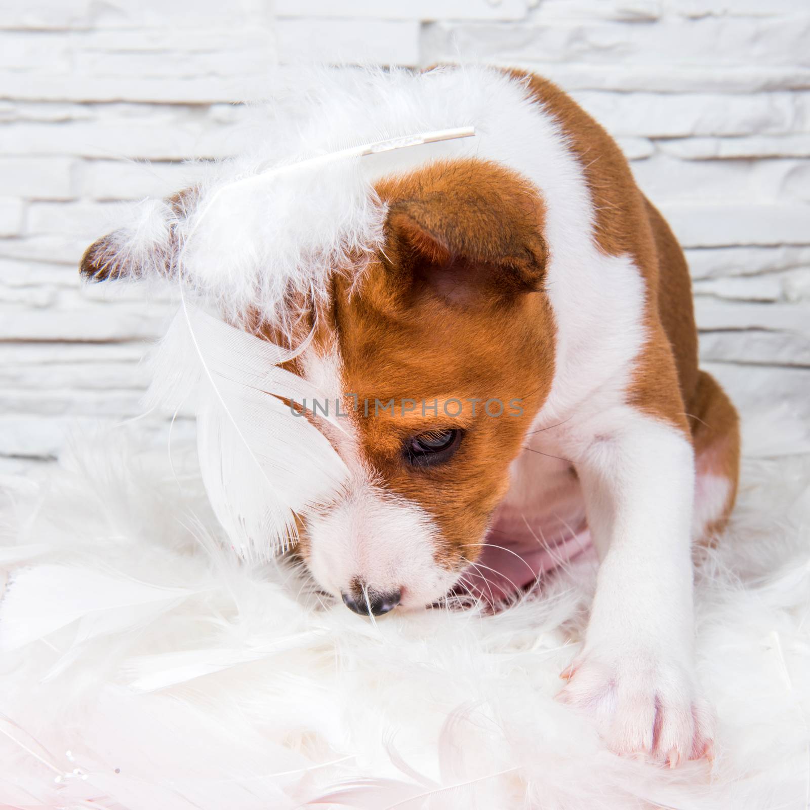 Funny red Basenji puppy dog is sitting in white feathers, greeting card