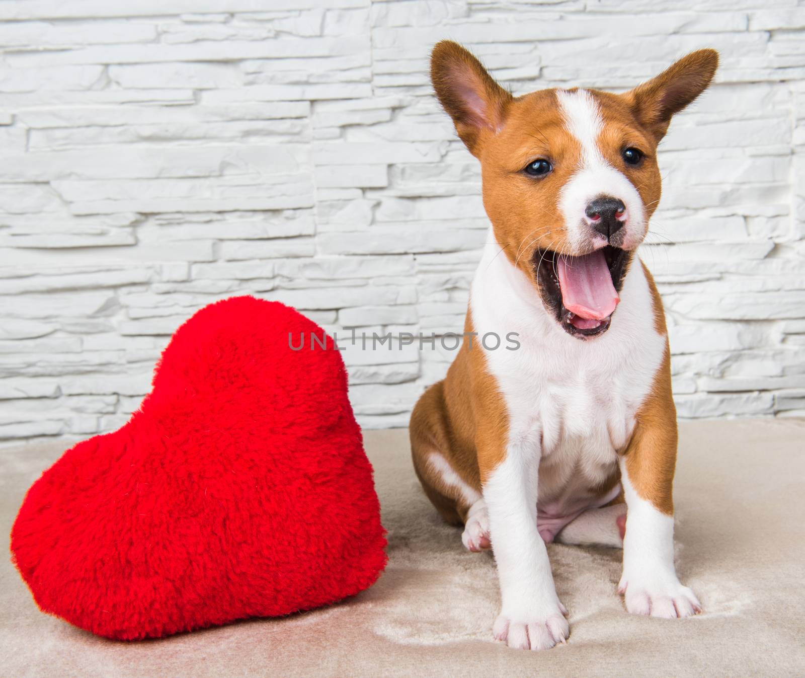 Funny red Basenji puppy dog with red heart, dog is smiling