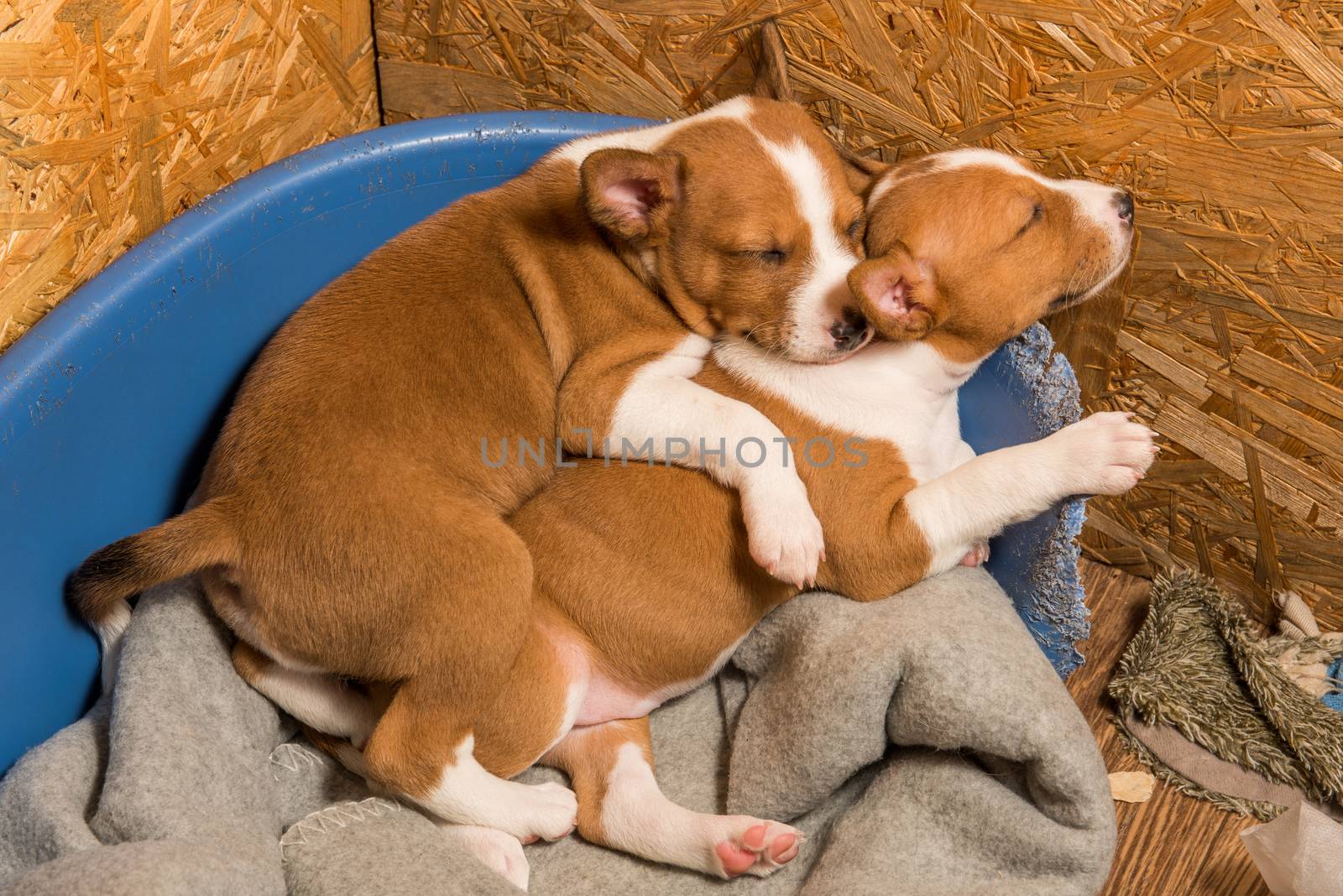 Two Funny small babies Basenji puppies dogs are sleeping by infinityyy