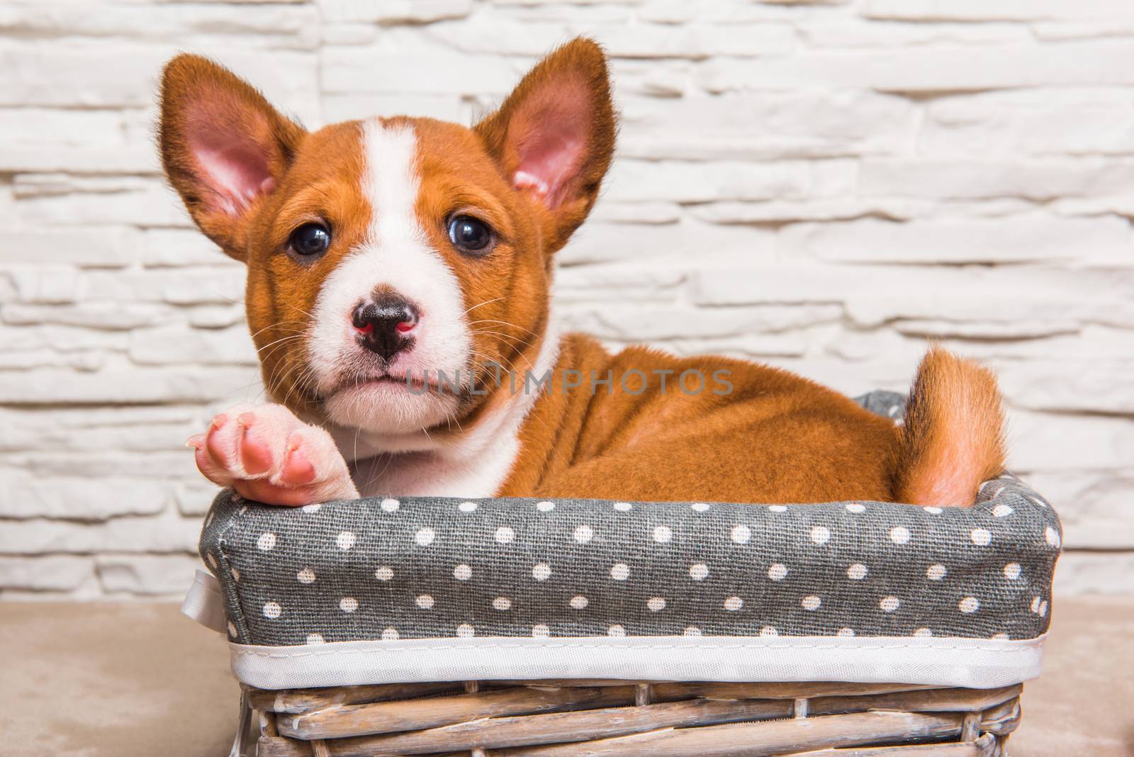 Funny red Basenji puppy dog in the basket, greeting card