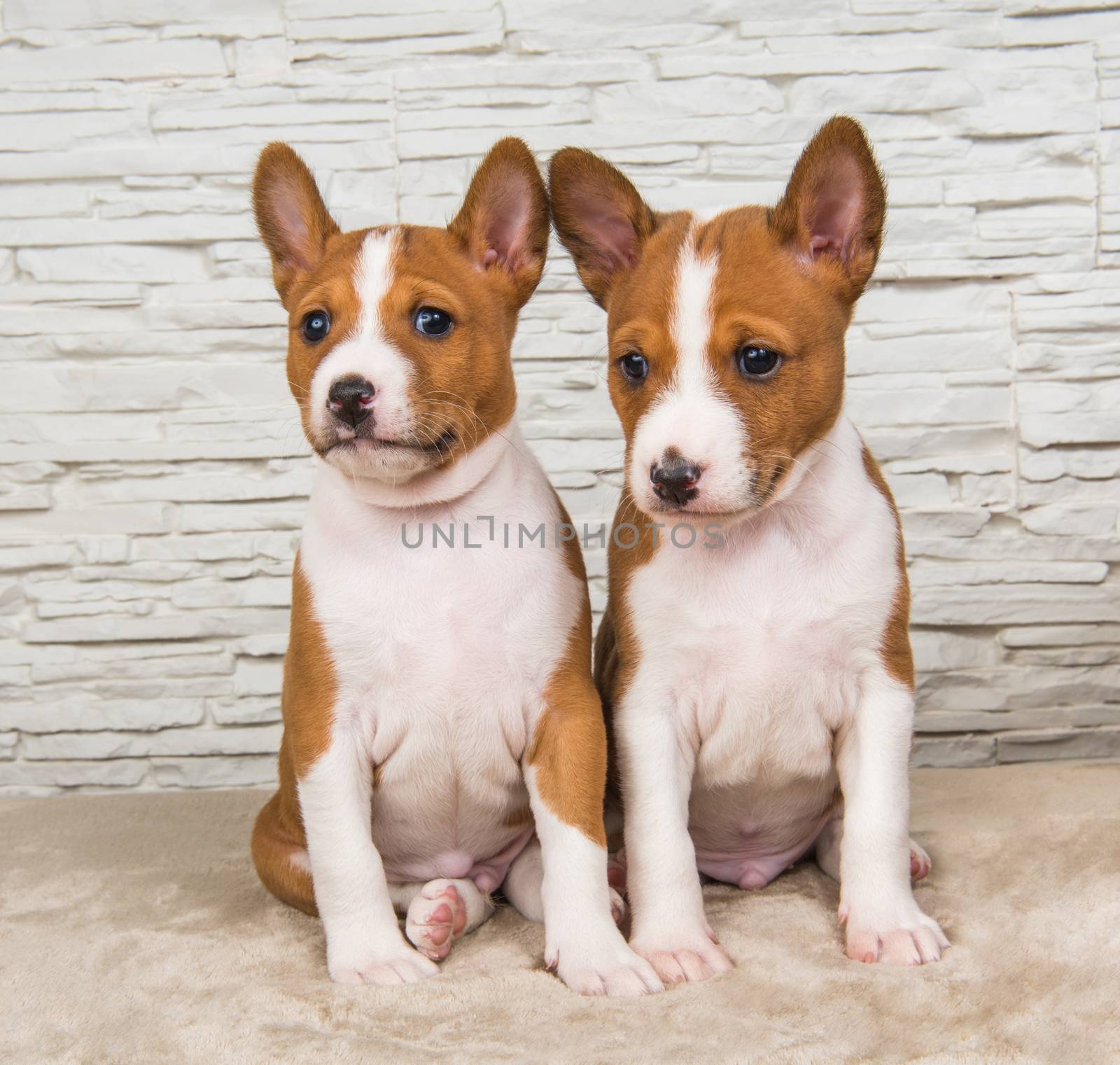 Two Funny small babies Basenji puppies dogs on white wall background, greeting card