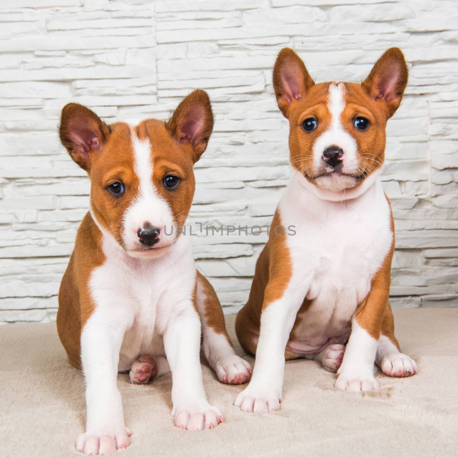 Two Funny small babies Basenji puppies dogs on white by infinityyy