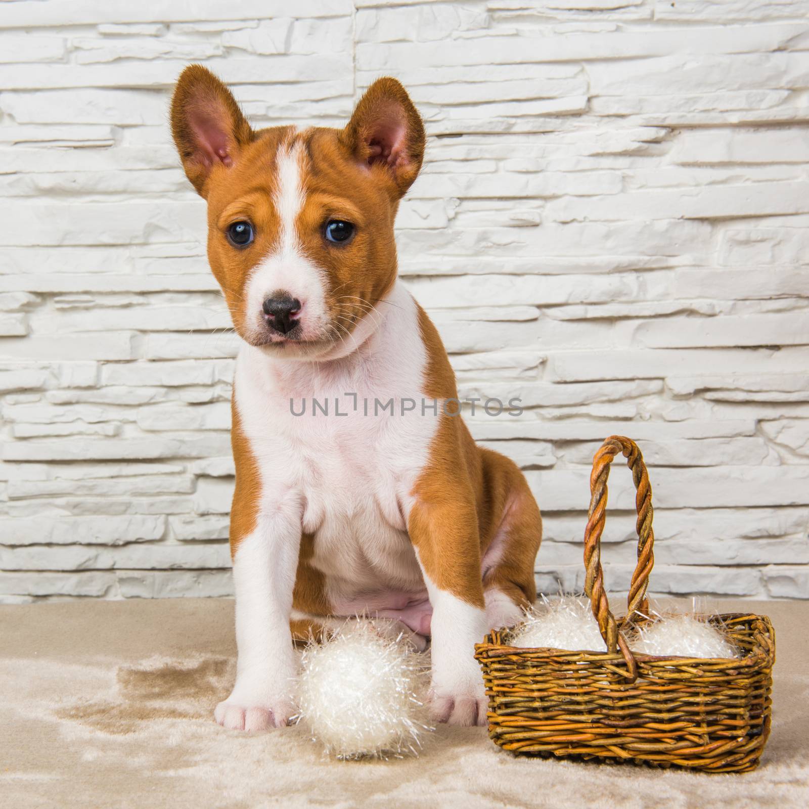 Funny Basenji puppy dog with white ball or snowball basket by infinityyy