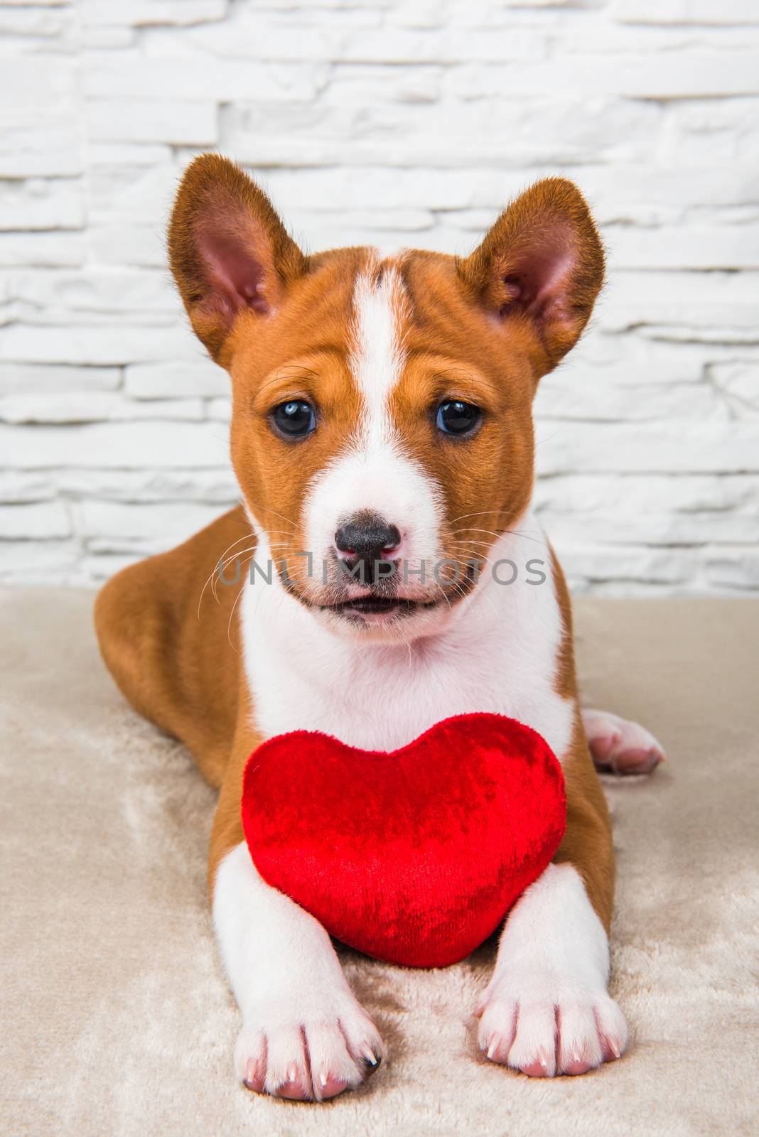 Funny red Basenji puppy dog with red heart.