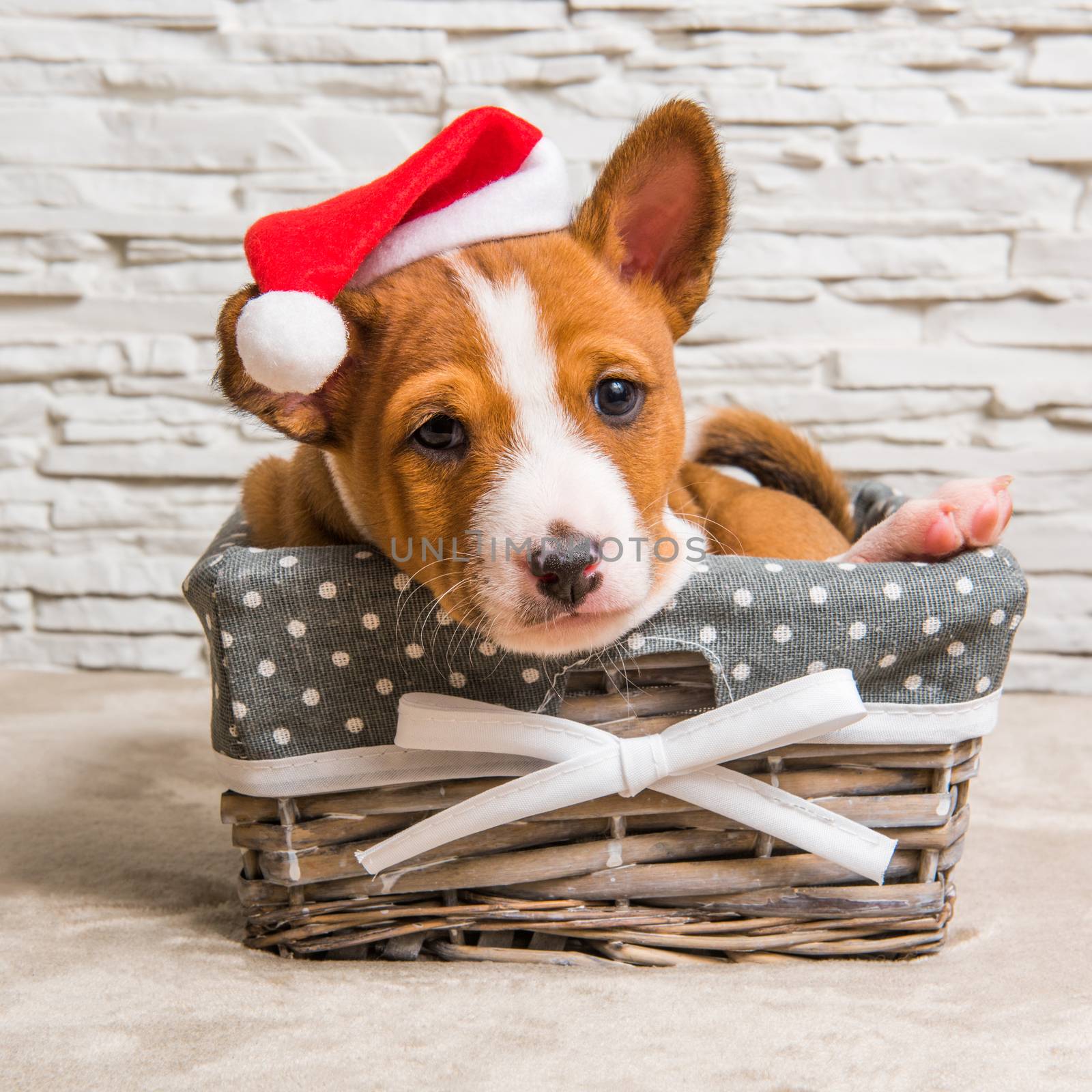 Funny red Basenji puppy dog in santa hat on Christmas and New Year in the basket, greeting card