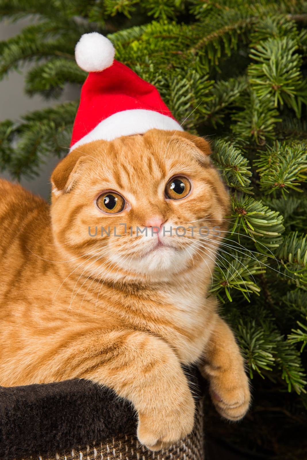 Beautiful Scottish Fold red cat in santa hat is sitting near Christmas tree